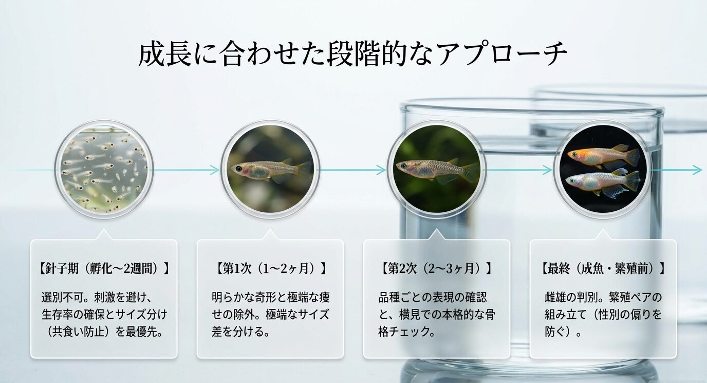 針子期から成魚・繁殖前まで、メダカの成長に合わせて段階的に選別する流れを示した図