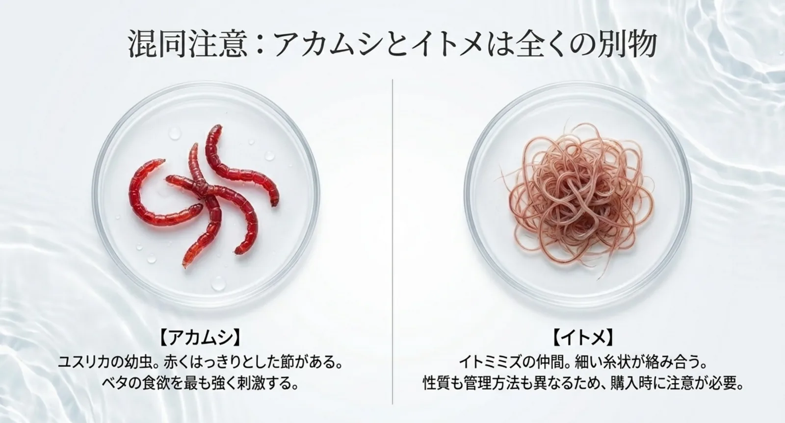 アカムシ（ユスリカの幼虫）とイトメ（イトミミズ）の見た目と違いを比較した図