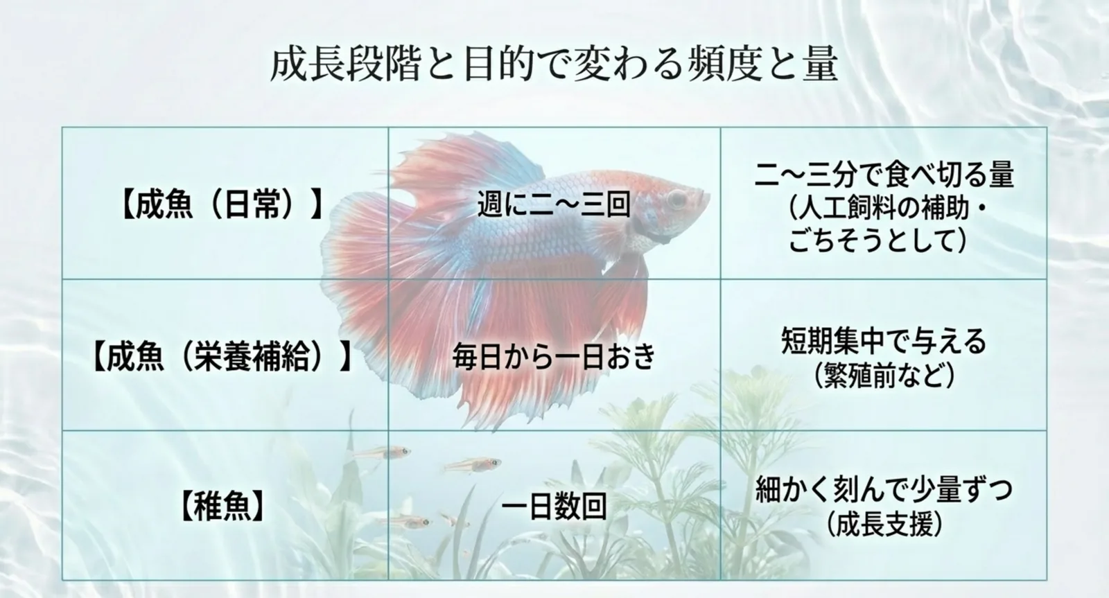 成魚・栄養づけ・稚魚それぞれの与える頻度と量の目安をまとめた表