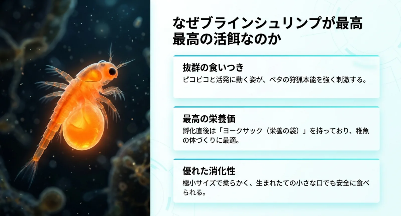 食いつき・栄養価・消化性に優れるブラインシュリンプの幼生