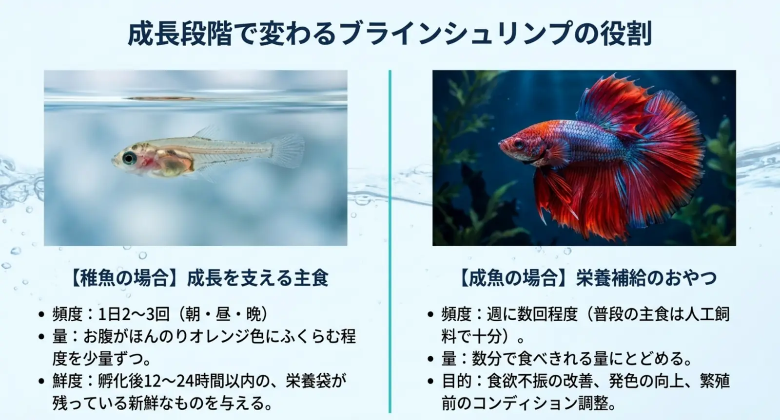 稚魚は主食・成魚はおやつとして与えるベタのブラインシュリンプ比較