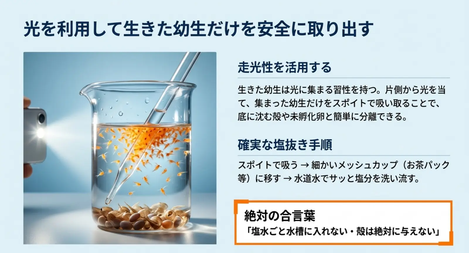 光に集まるブラインシュリンプの幼生を取り出して塩抜きする様子