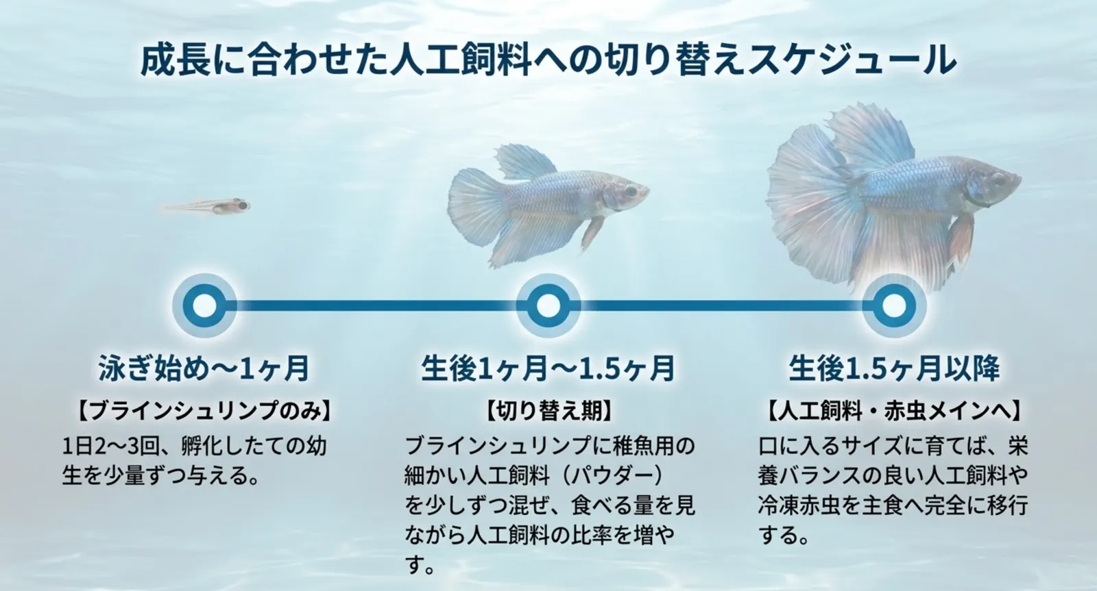 成長段階に合わせた人工飼料や赤虫への切り替えの流れ