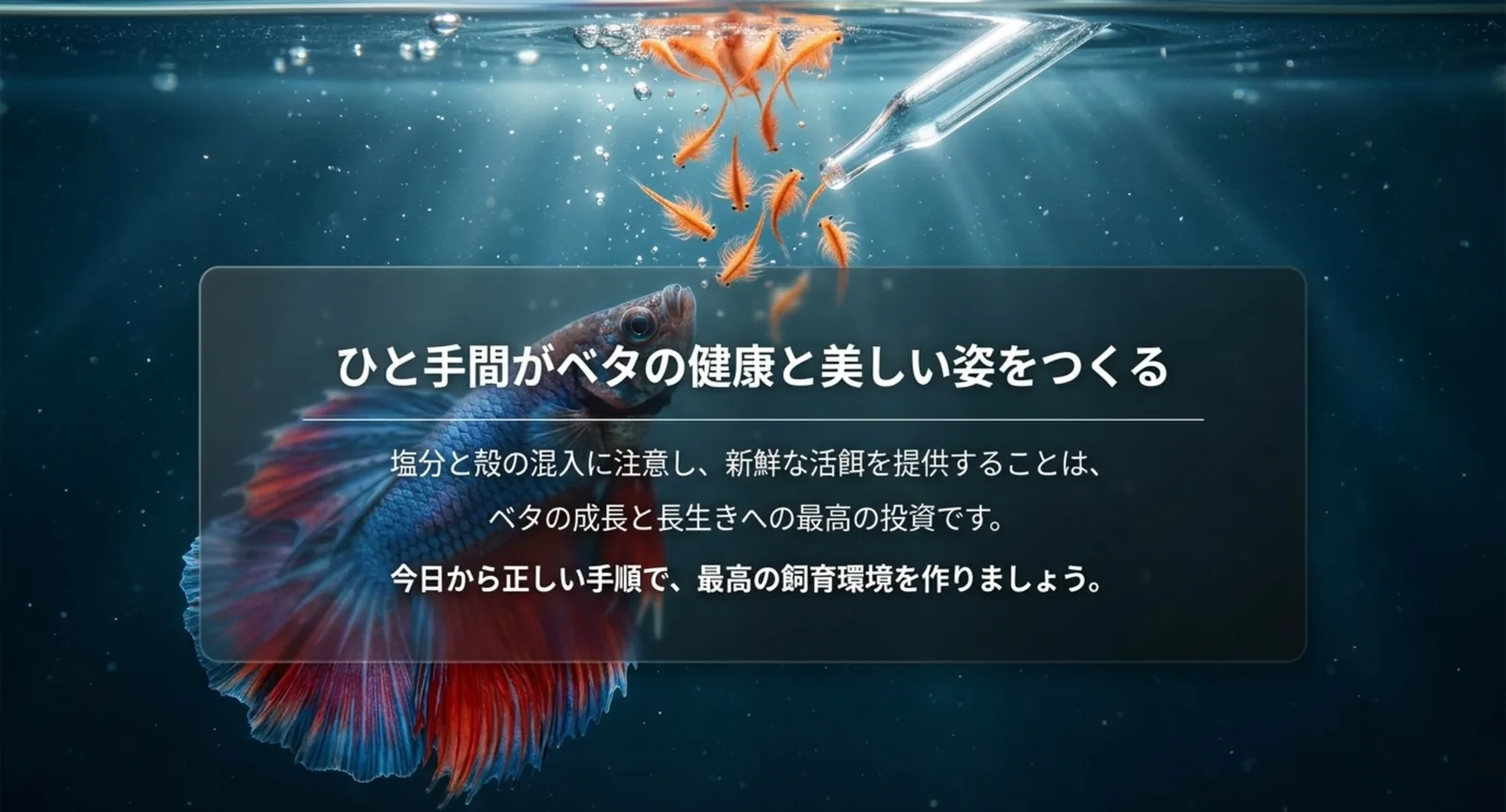 ひと手間がベタの健康と美しい姿をつくることを示すまとめスライド