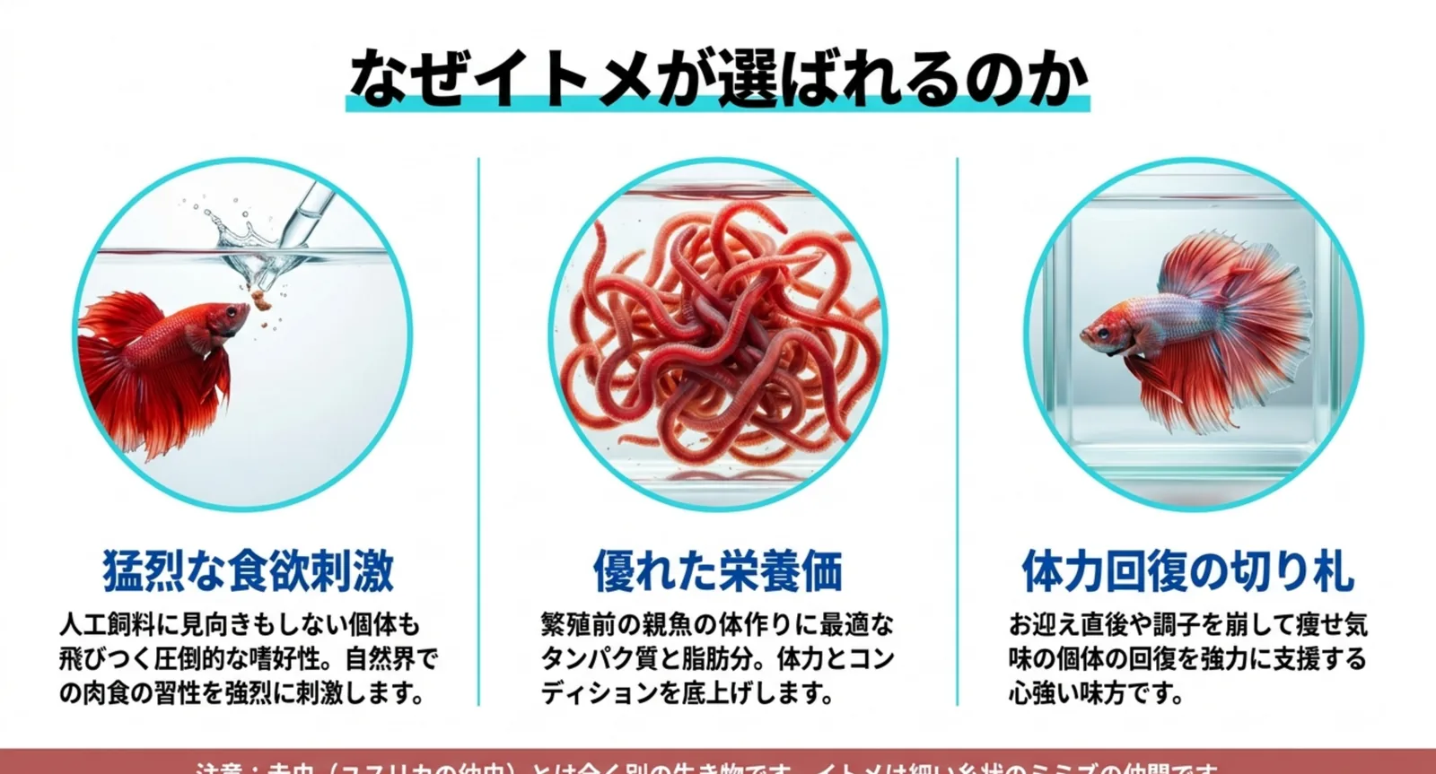 ベタにイトメを与えるメリット(食欲刺激・栄養価・体力回復)と赤虫との違いを示した図