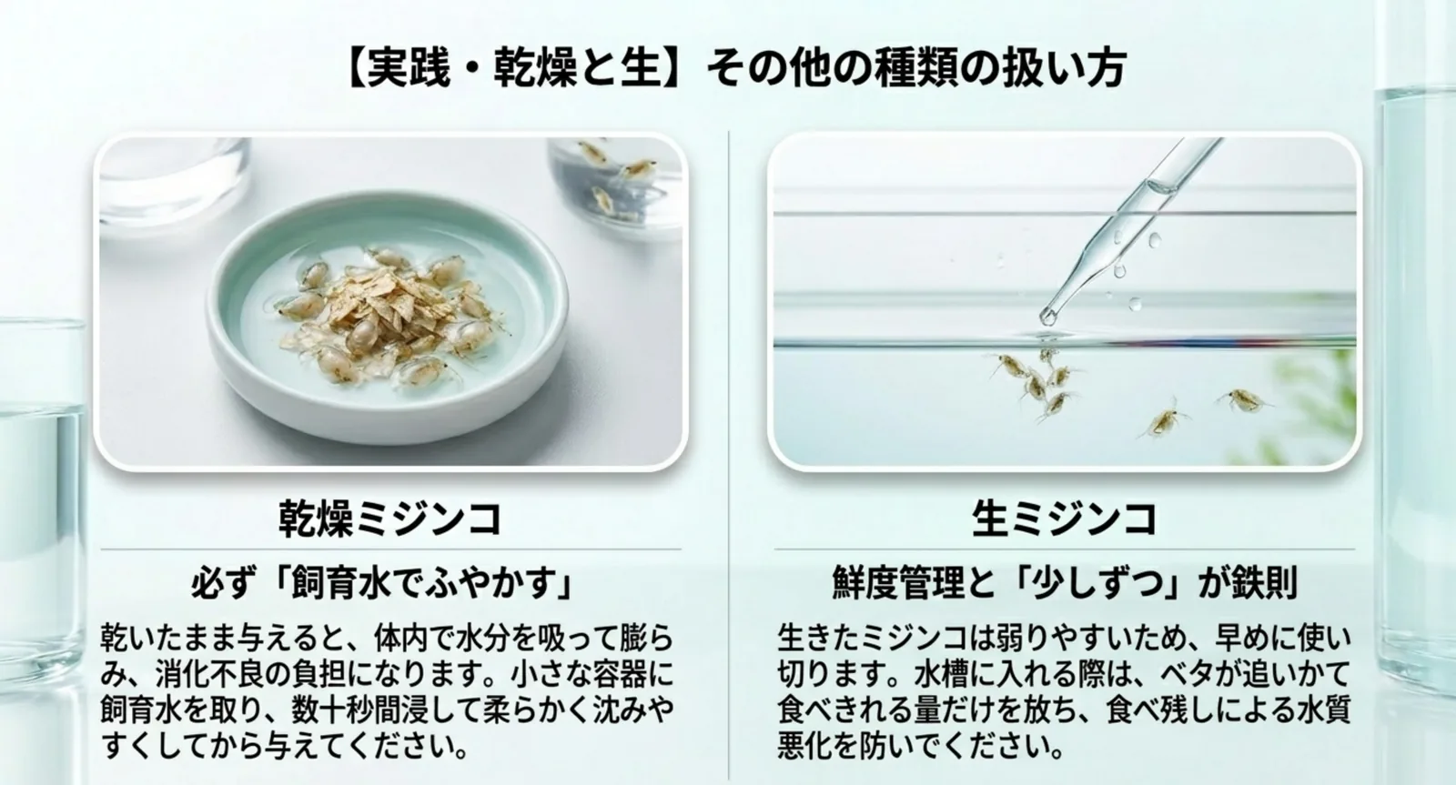 乾燥ミジンコをふやかす方法と生ミジンコの鮮度管理のポイントを示した図
