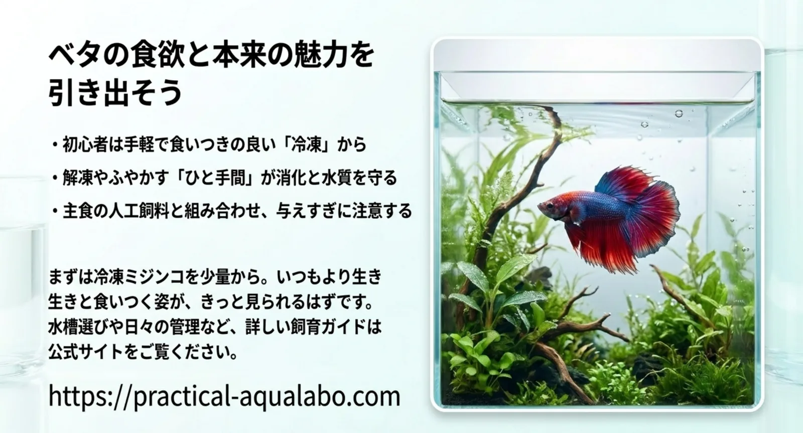 水草水槽のベタと、冷凍から始める与え方のまとめを示した図
