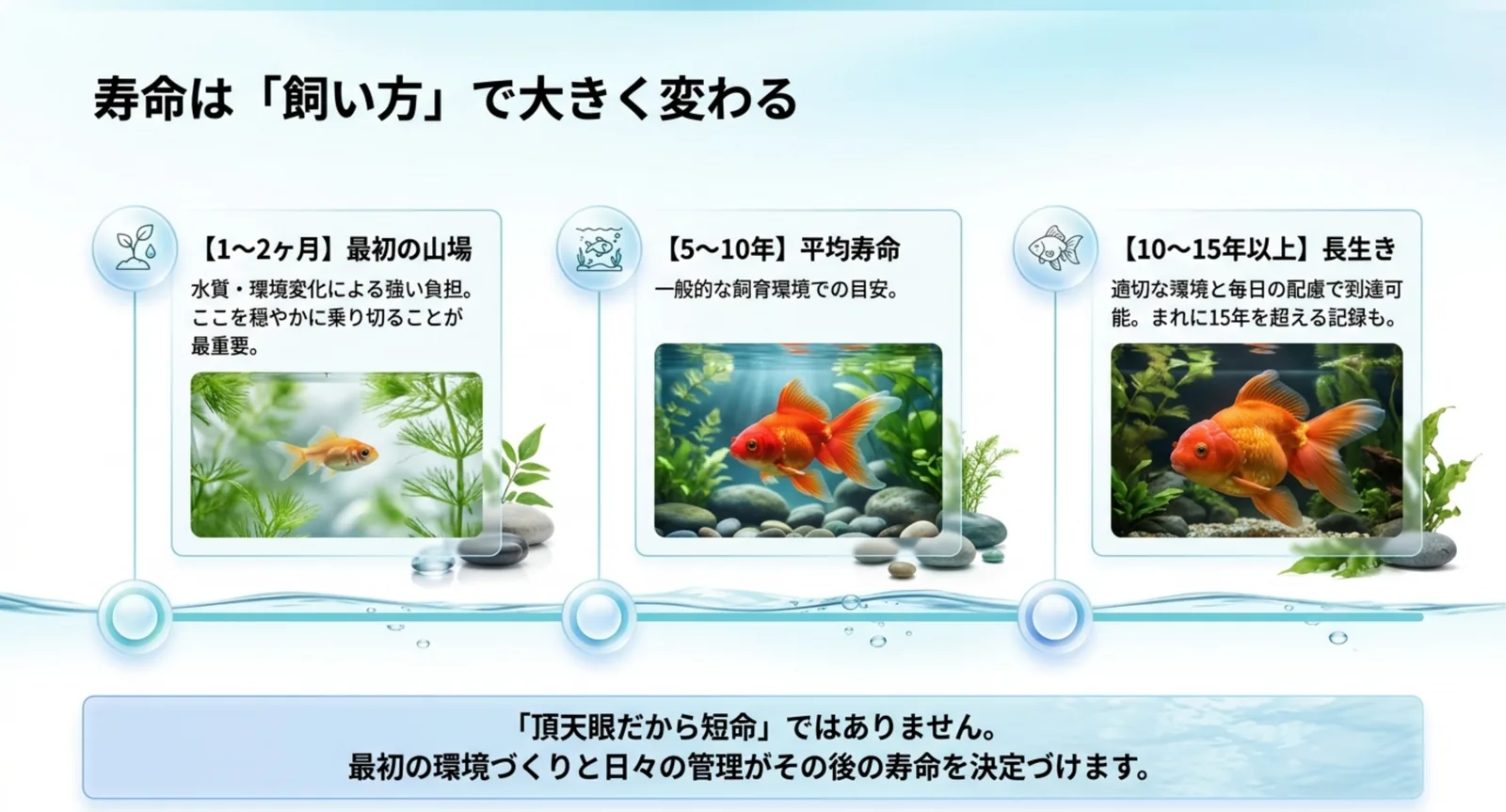 頂天眼の寿命の段階を示した図（お迎え直後・平均・長生き）