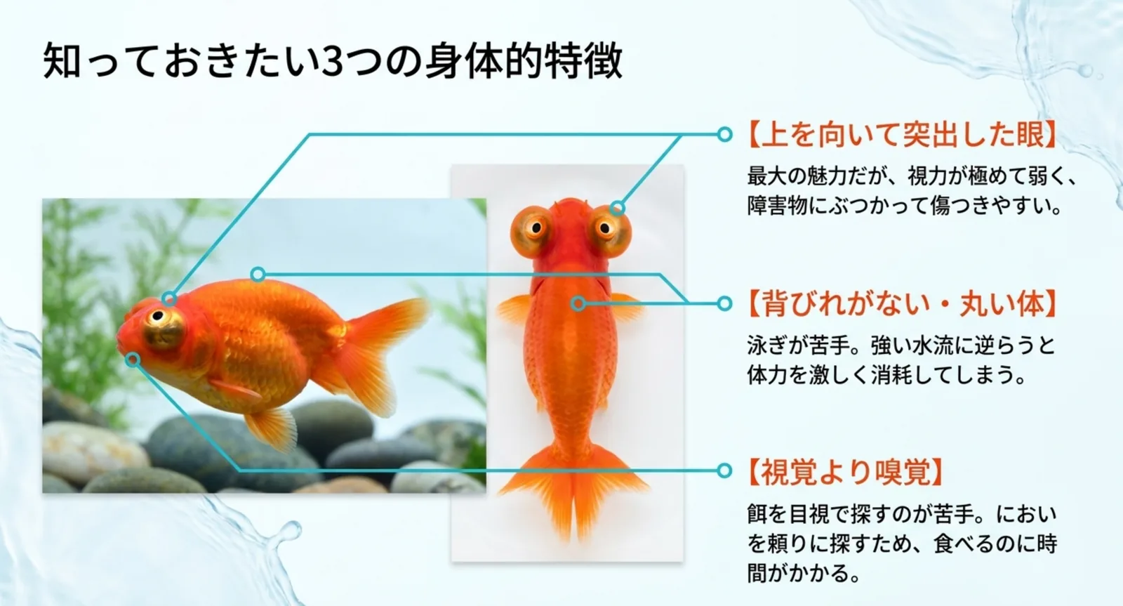 頂天眼の上向きの目と丸い体の特徴を示した図