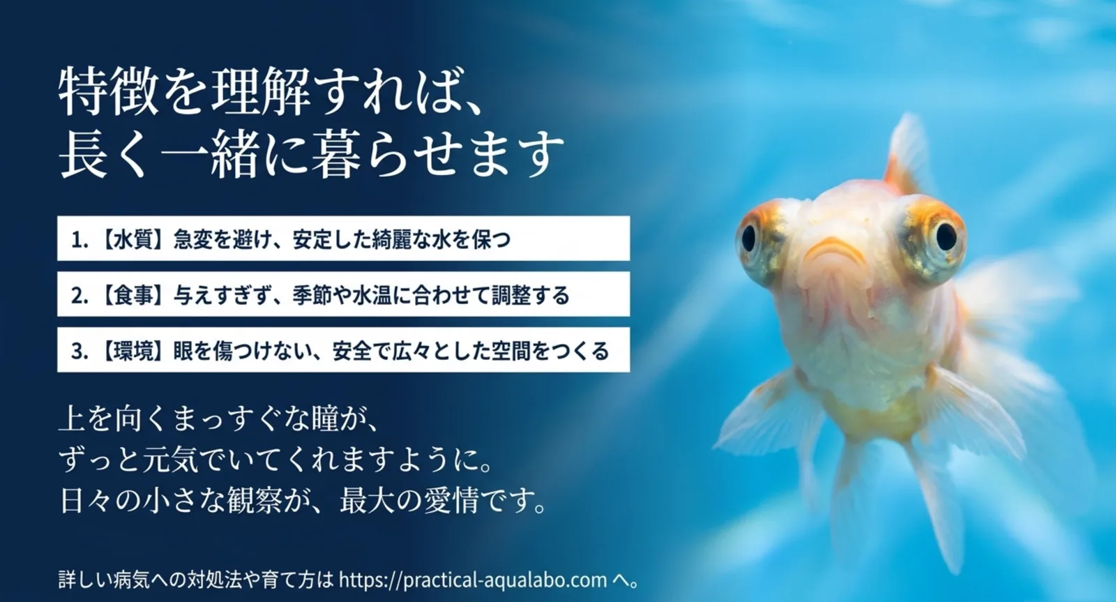 上を向く瞳の白い頂天眼のイメージと飼育の要点