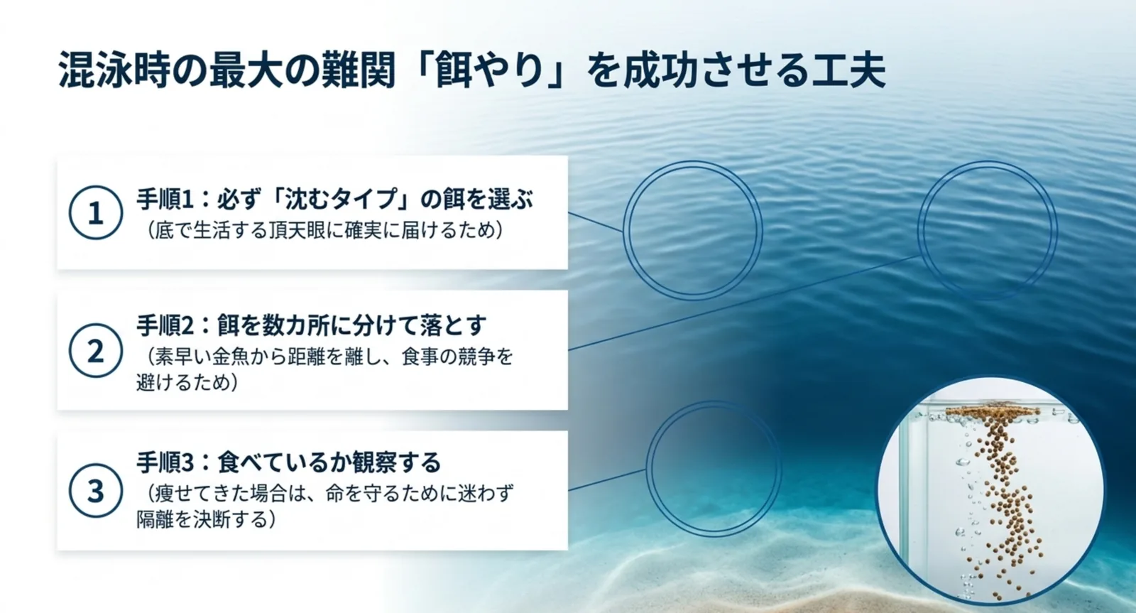 沈む餌・数か所給餌・観察という混泳の餌やりの手順図