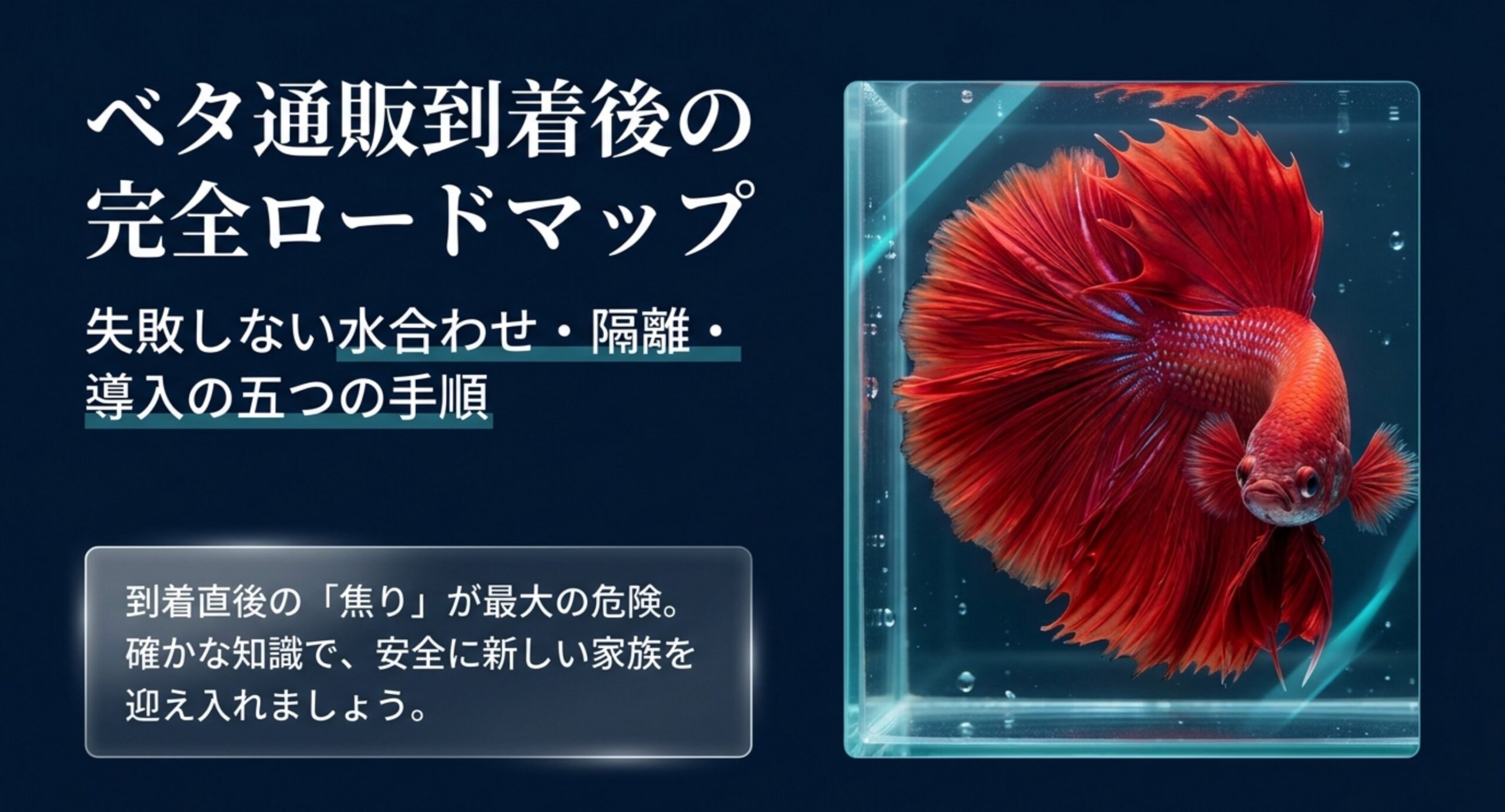 通販で届いたベタを水合わせ・隔離・導入する5つの手順をまとめた表紙のスライド
