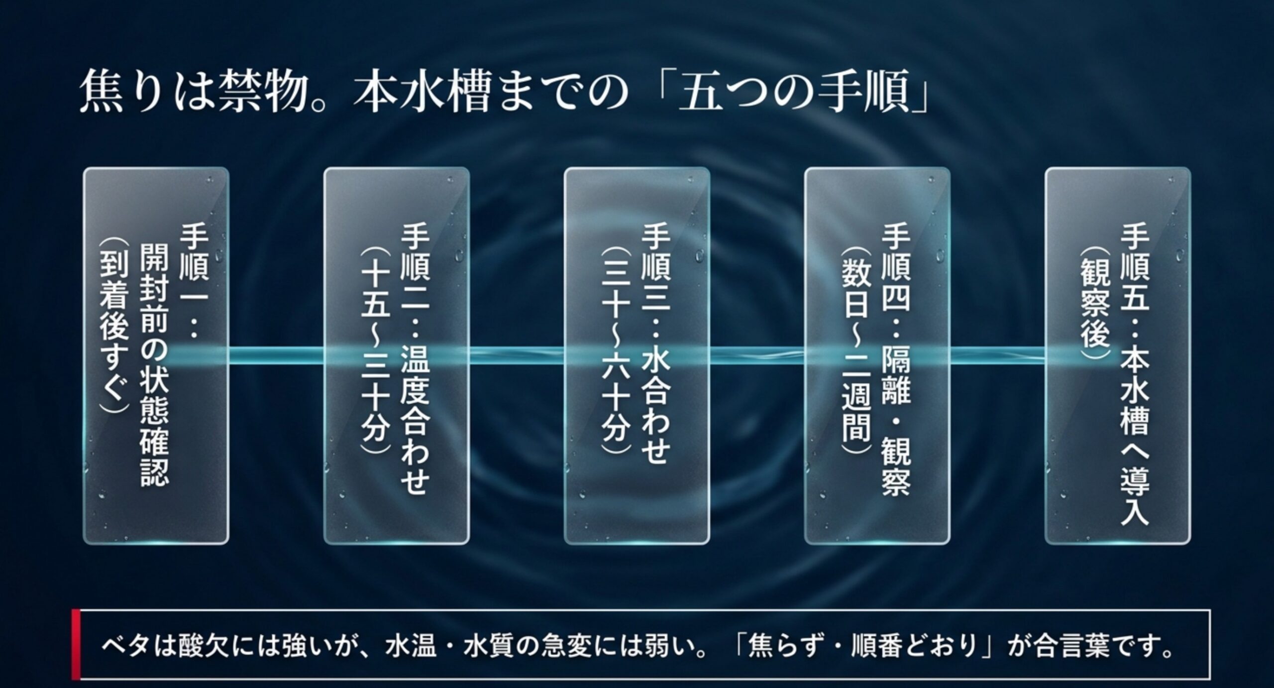 ベタ到着後の手順を開封前確認・温度合わせ・水合わせ・隔離観察・本水槽導入の5段階で示したスライド