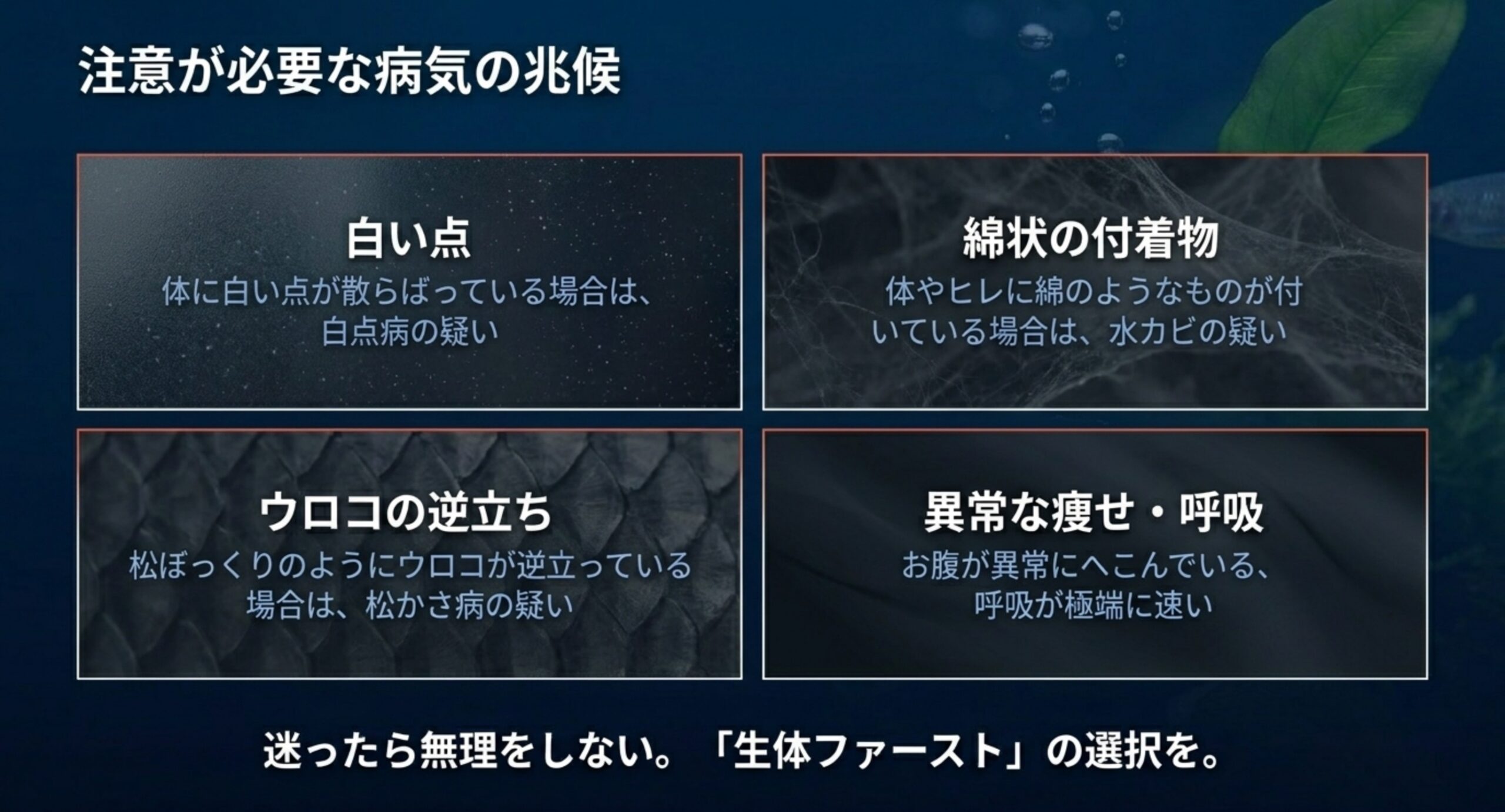 白い点・綿状の付着物・ウロコの逆立ち・異常な痩せと呼吸という病気の兆候を示したスライド
