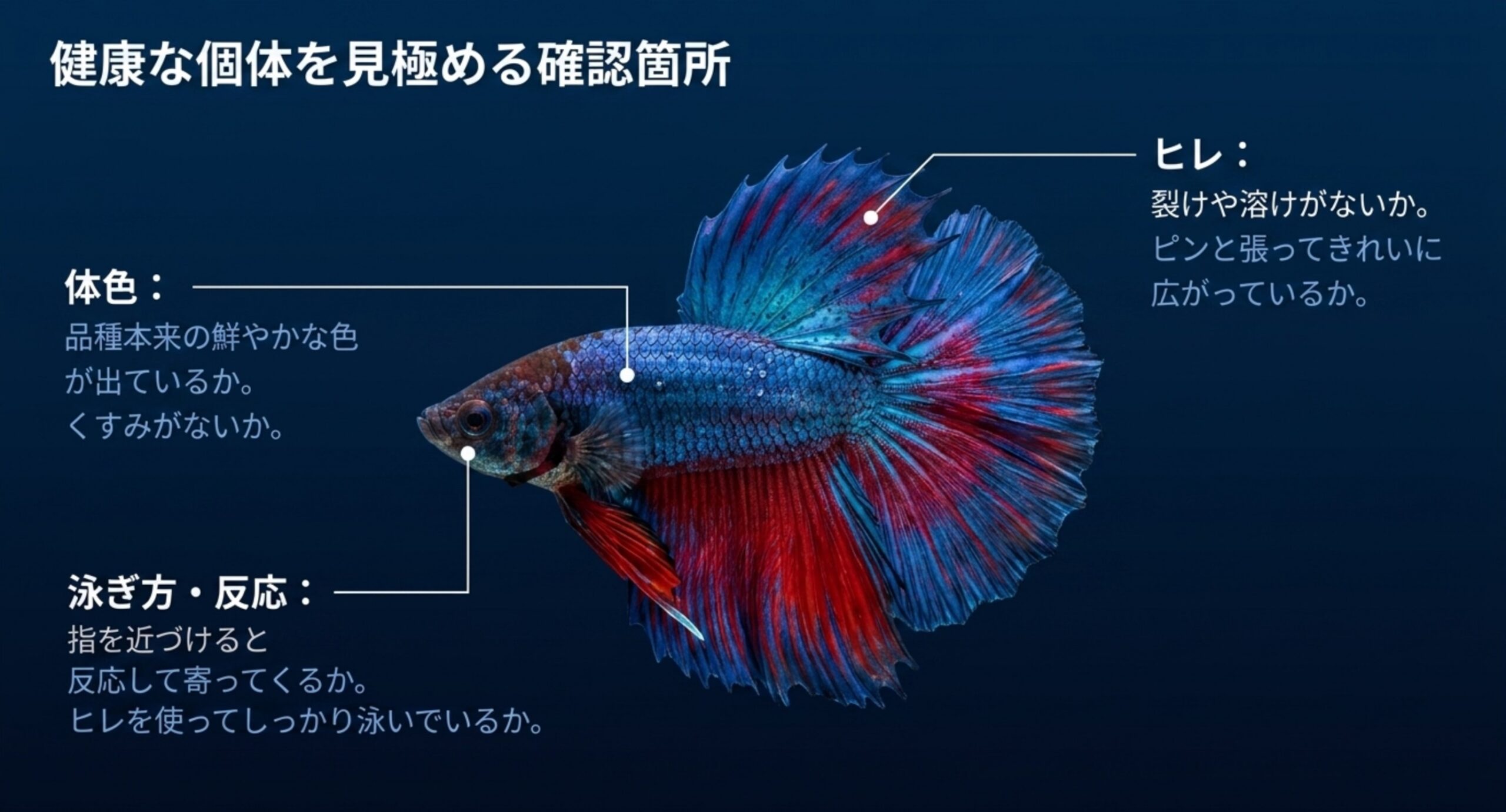 ヒレ・体色・泳ぎ方と反応という健康なベタを見極めるための確認箇所を示したスライド