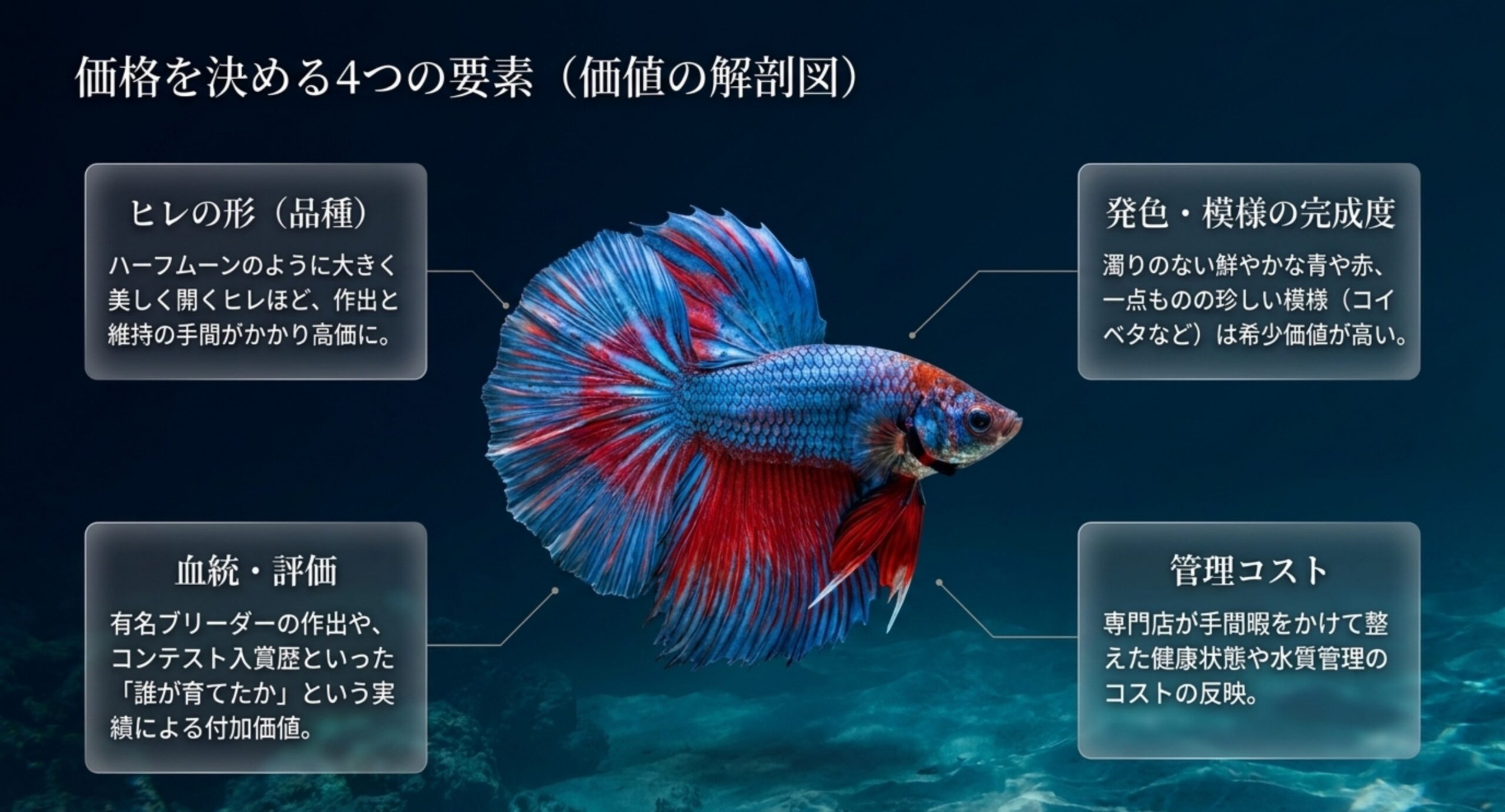 ヒレの形・発色や模様の完成度・血統や評価・販売側の管理コストという、ベタの価格を左右する4つの要素を一匹のベタの周りに整理したスライド