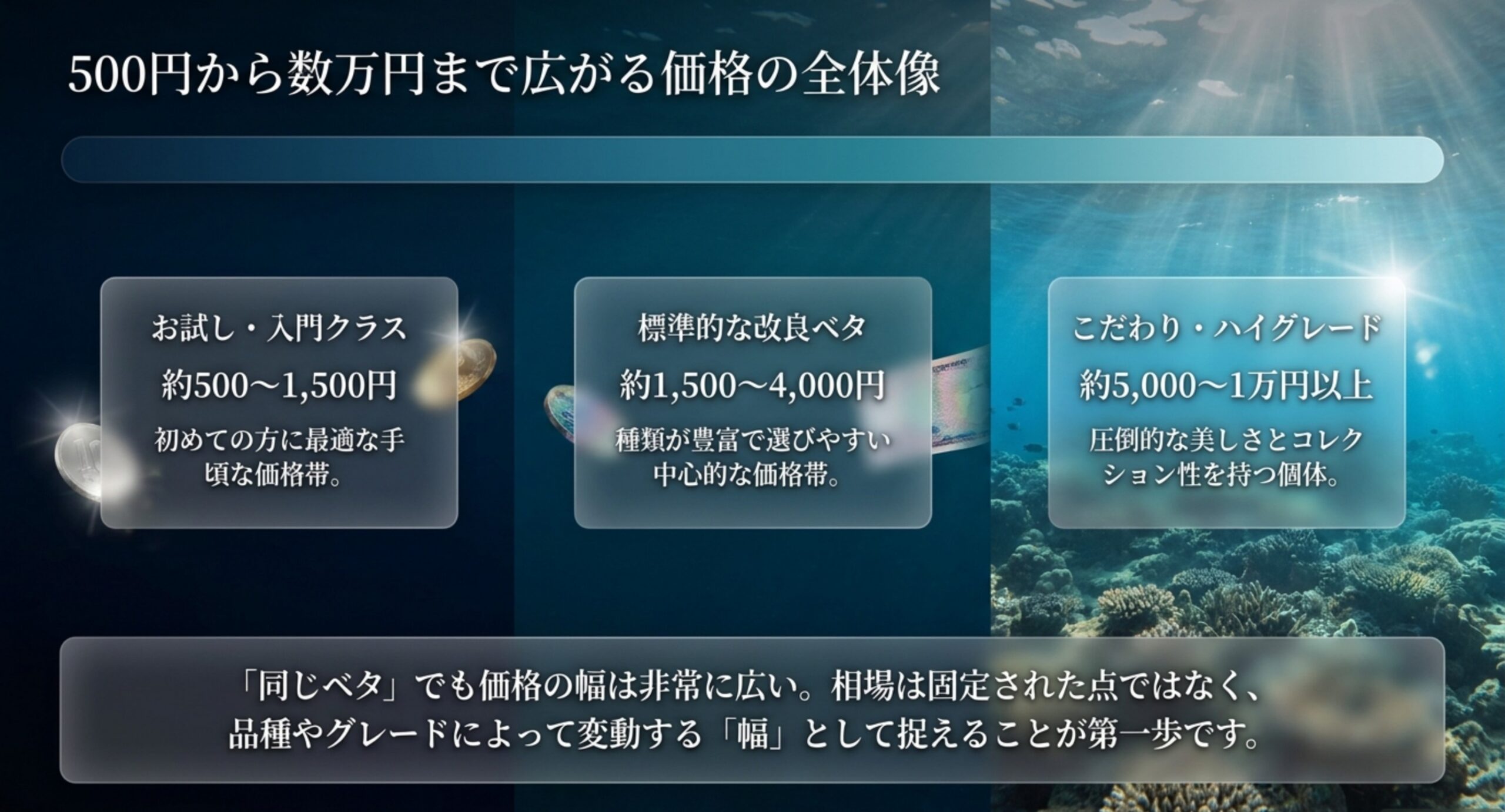 ベタの価格を入門クラス・標準的な改良ベタ・ハイグレードの3段階に分け、それぞれの目安価格を示した全体像のスライド