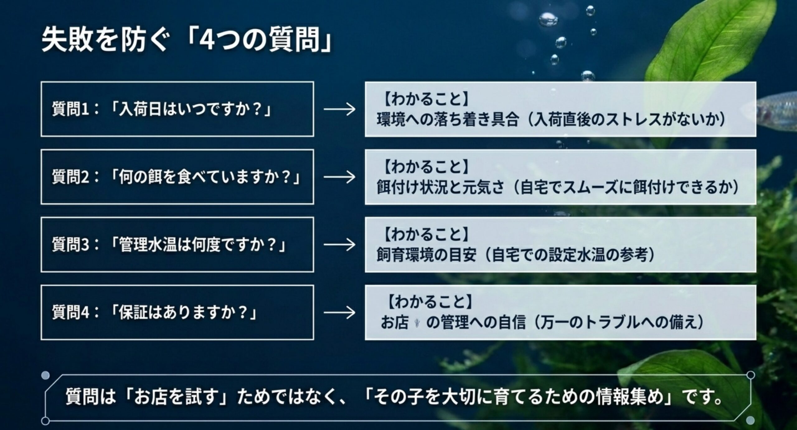 入荷日・餌・管理水温・保証という購入前に聞きたい4つの質問とわかることを示したスライド