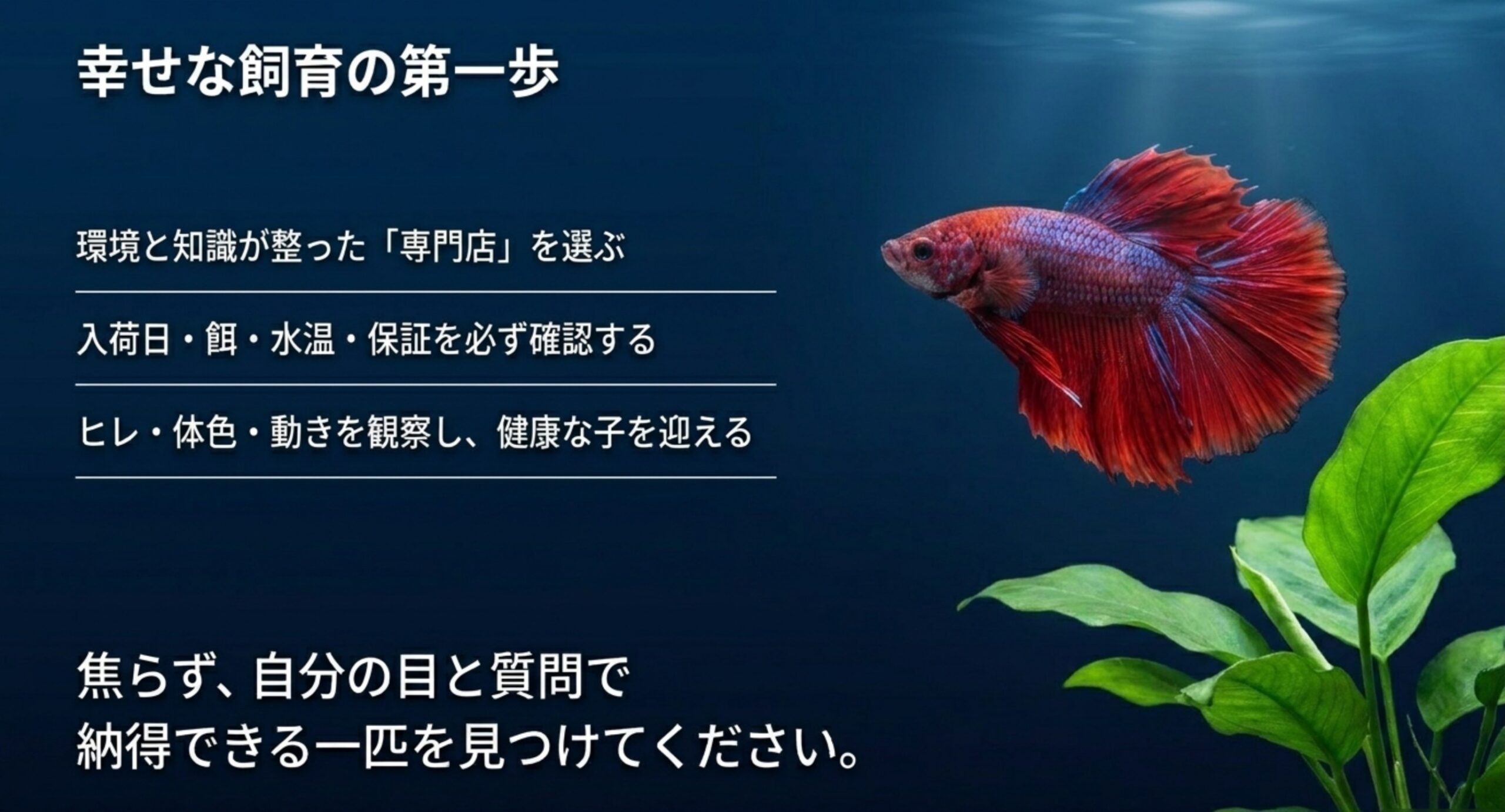 専門店を選び質問で確認し健康な子を迎えるという幸せな飼育の第一歩をまとめたスライド