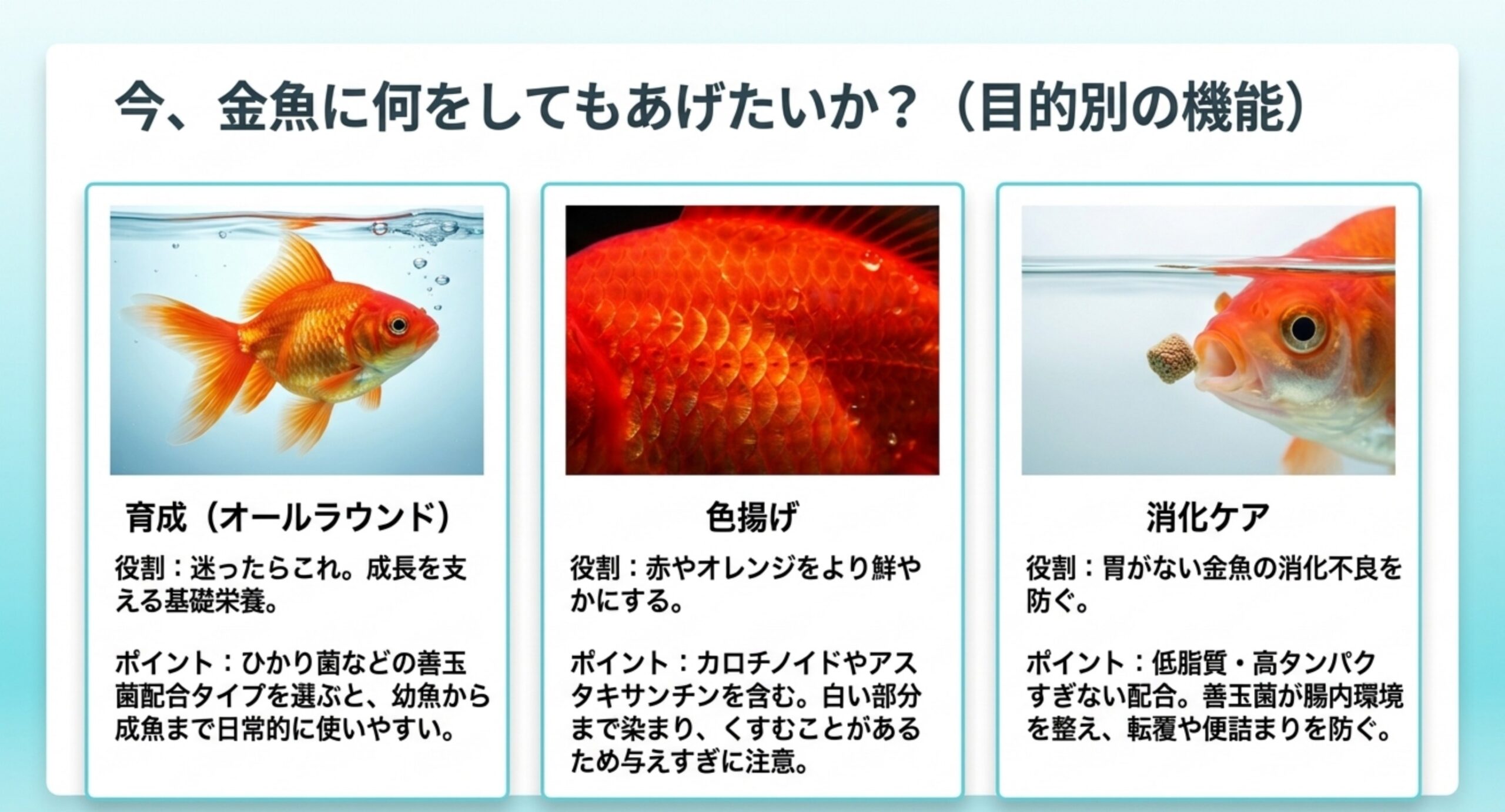 育成・色揚げ・消化ケアという目的別の餌の役割とポイントを金魚の写真とともに整理したスライド
