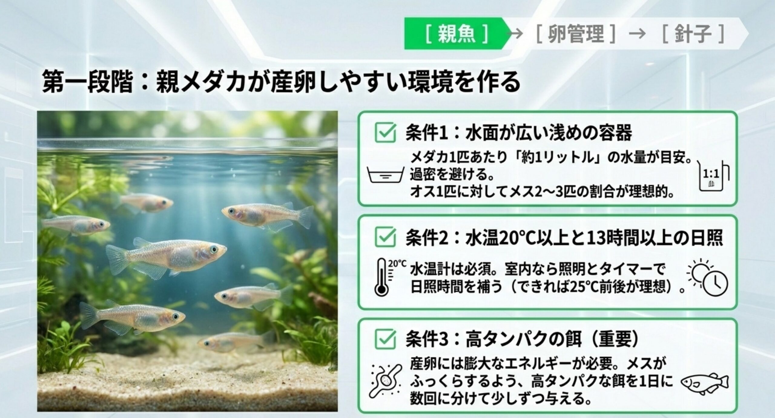 親魚用の準備として水面が広い容器・水温20度以上と13時間以上の日照・高タンパクの餌という3条件を並べたスライド