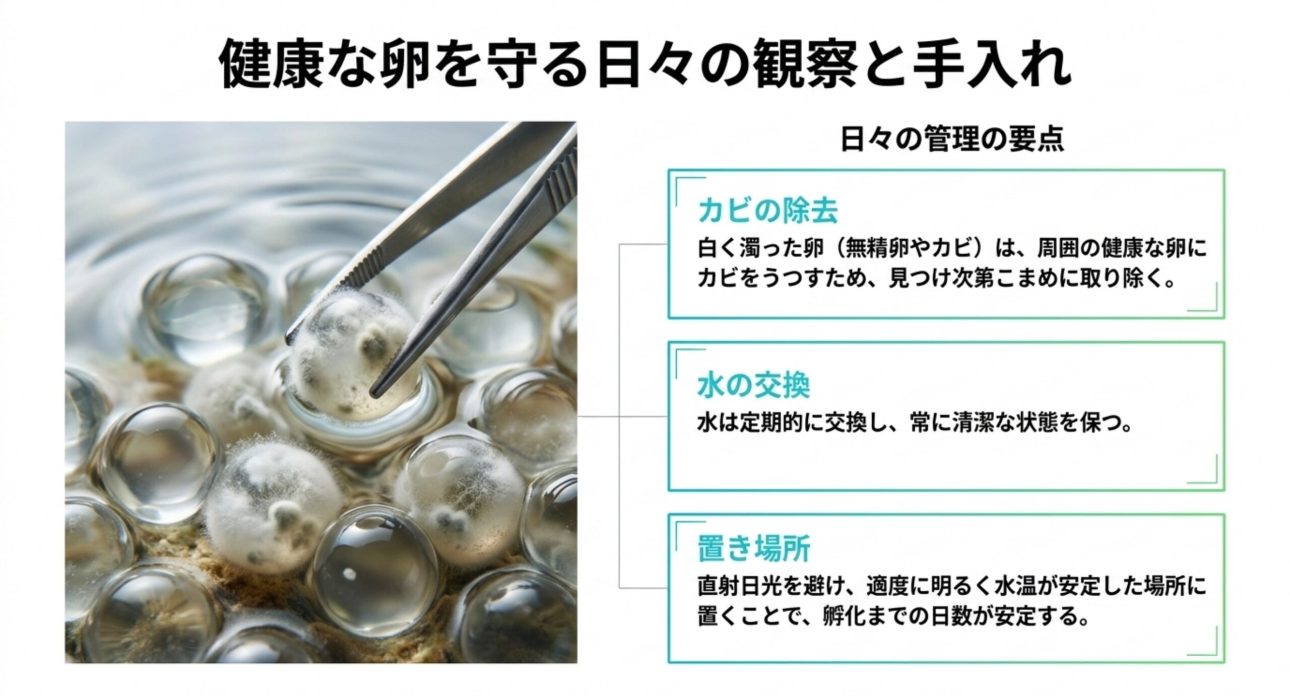 カビの除去・水の交換・置き場所という卵管理の日々の要点をまとめたスライド