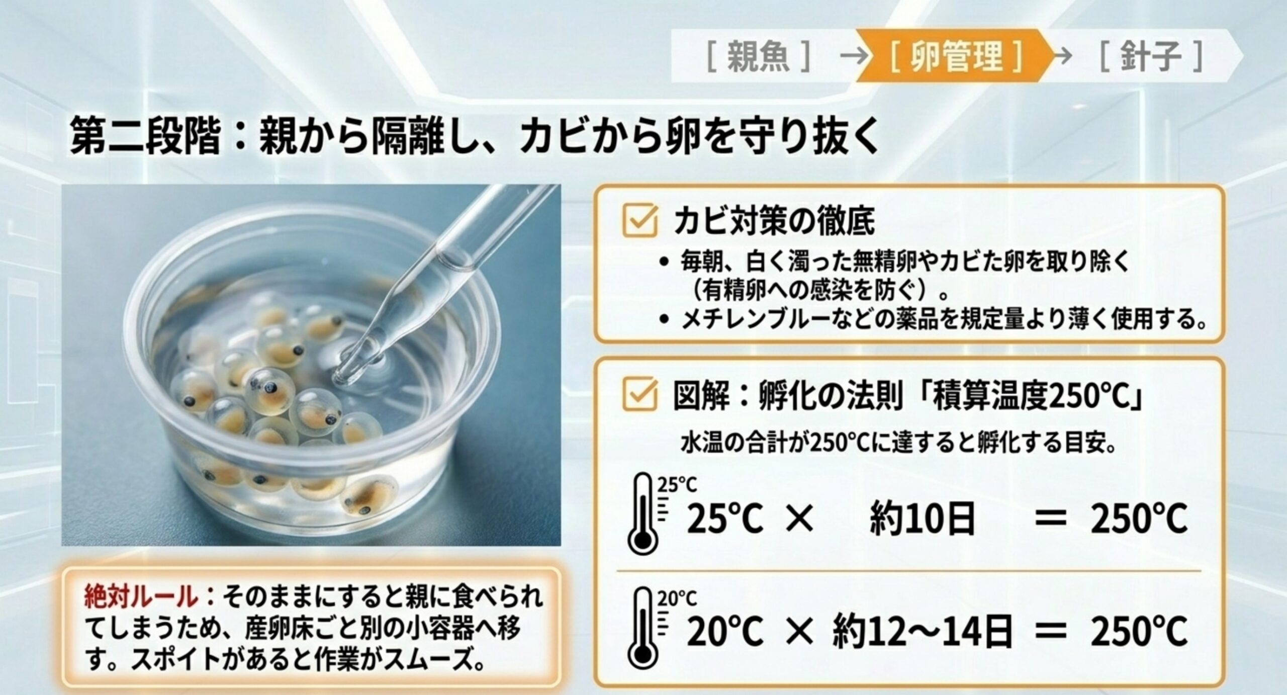 採卵した卵を小容器に移し、カビ対策と積算温度250度による孵化日数の目安を示した卵管理のスライド