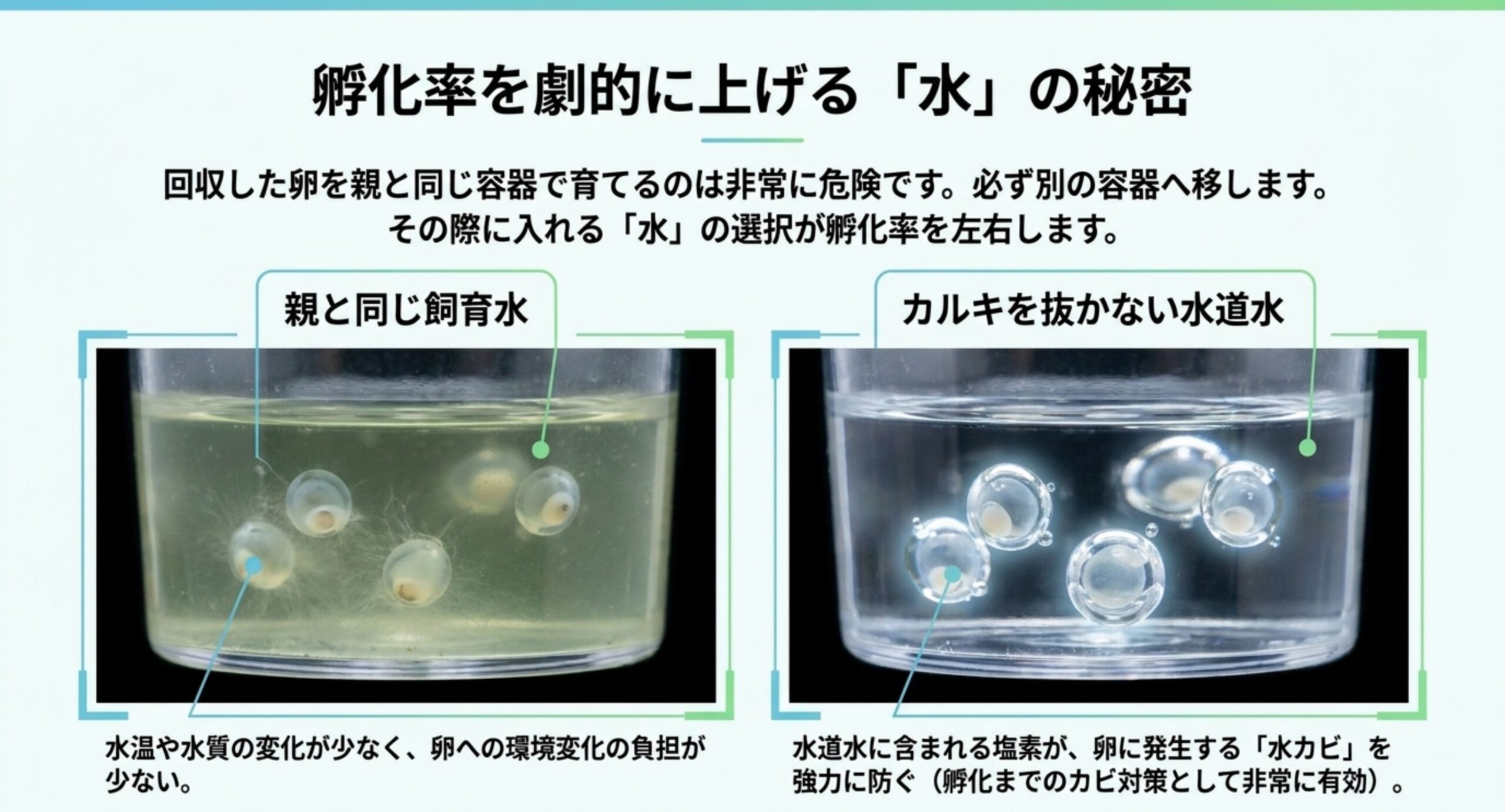 親と同じ飼育水とカルキを抜かない水道水それぞれの特徴を比較した卵管理のスライド