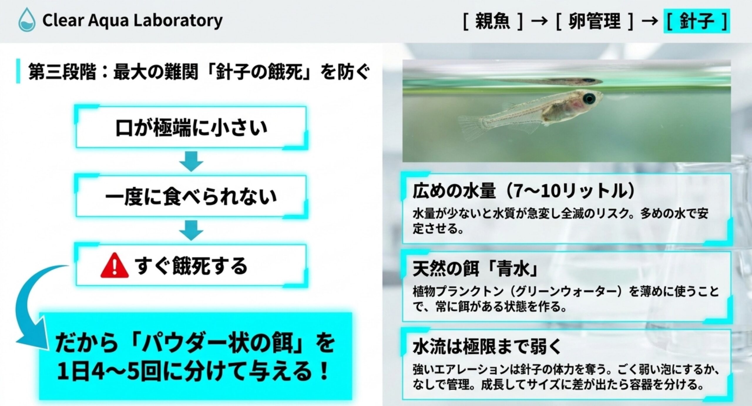 針子が餓死しやすい理由と、広めの水量・薄い青水・弱い水流という稚魚育成のポイントを示したスライド