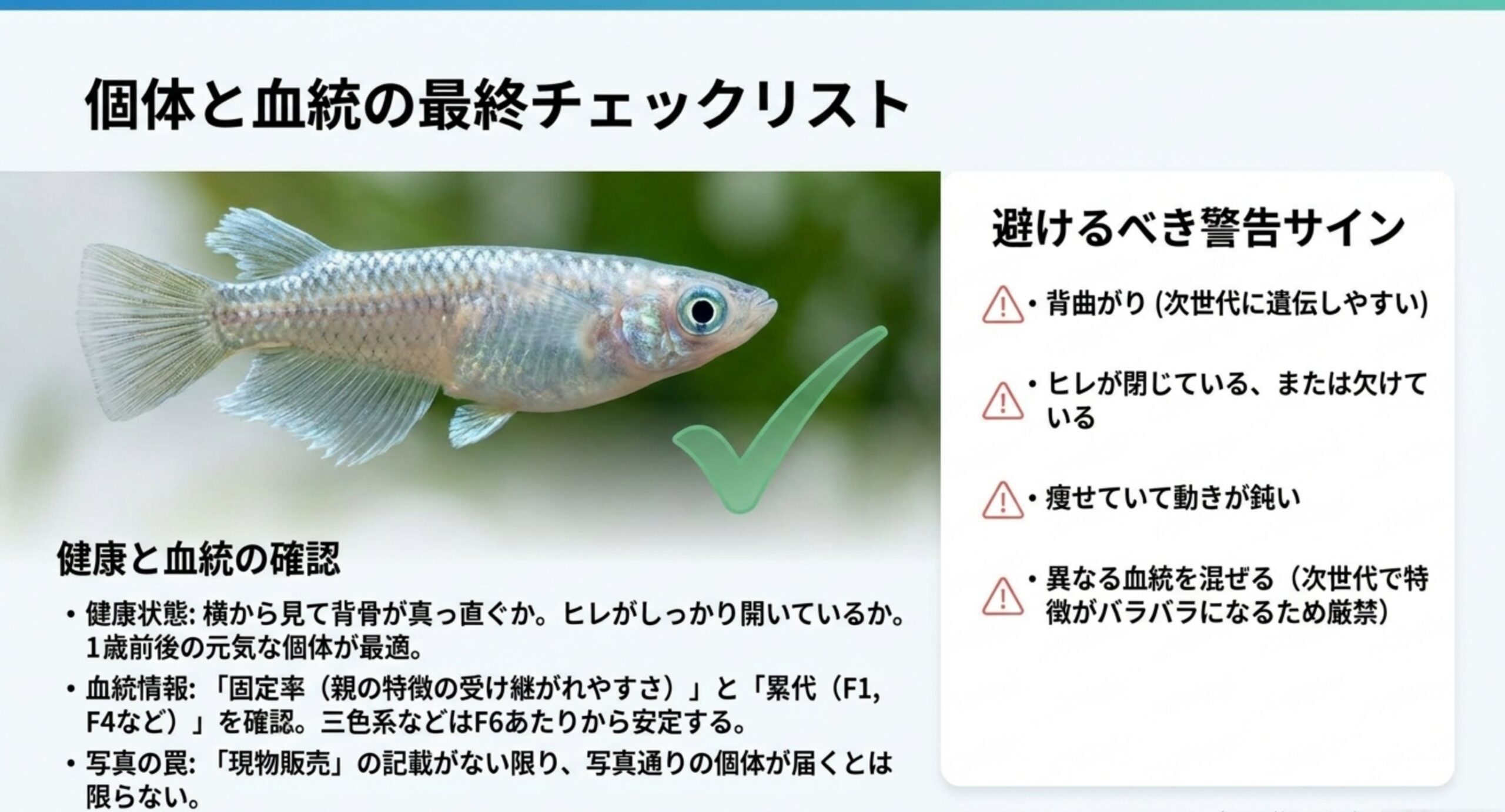健康状態と血統情報の確認点と、背曲がりやヒレ欠けなど避けるべき警告サインを並べたスライド