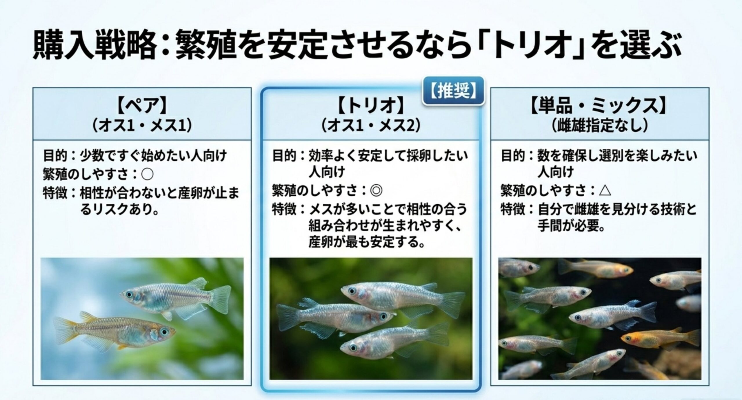 ペア・トリオ・単品の構成と繁殖のしやすさ、向いている人を並べて比較した表のスライド