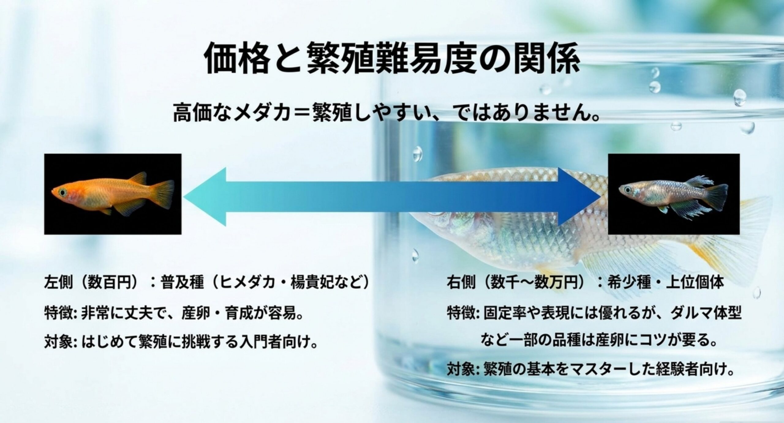 普及種と希少種の価格差と繁殖の難易度の関係を矢印で示したスライド