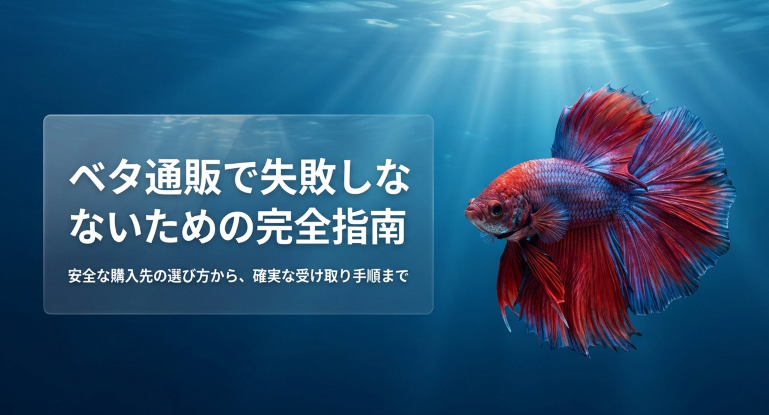 水中を泳ぐ赤と青のベタとベタ通販で失敗しないための完全指南というタイトル