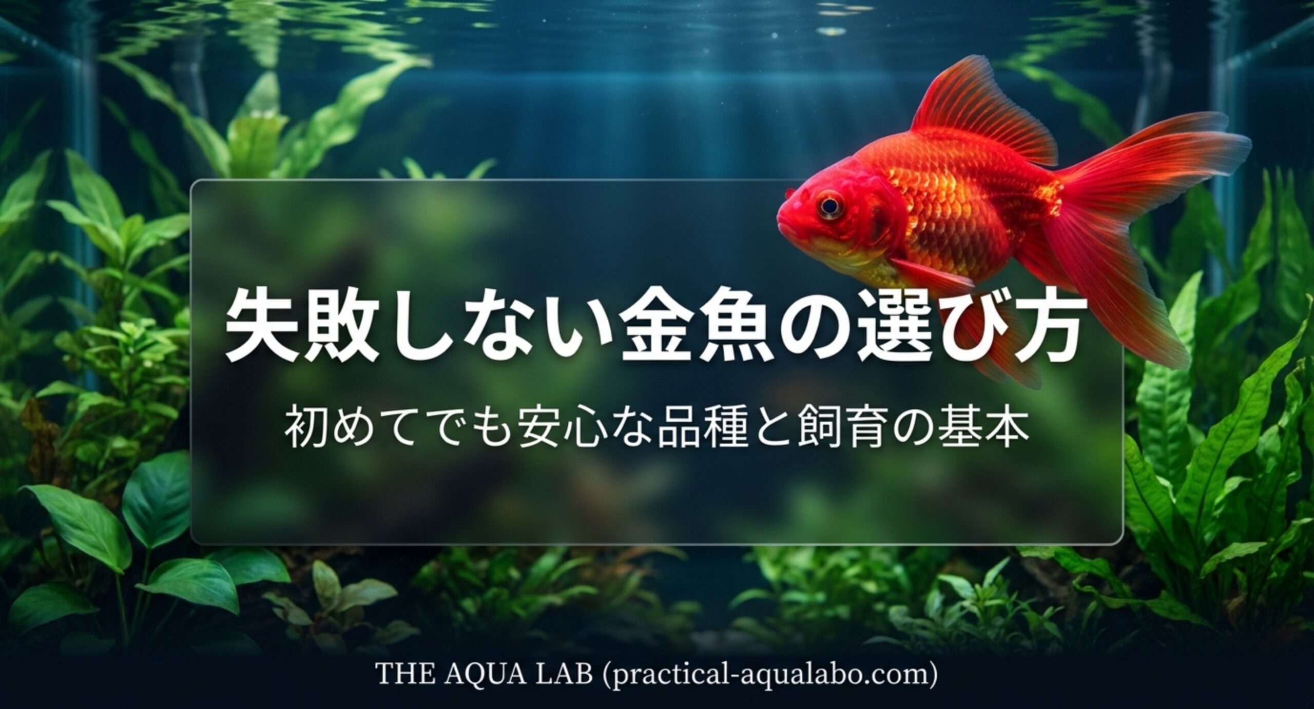 水草水槽を泳ぐ赤い金魚のイメージ