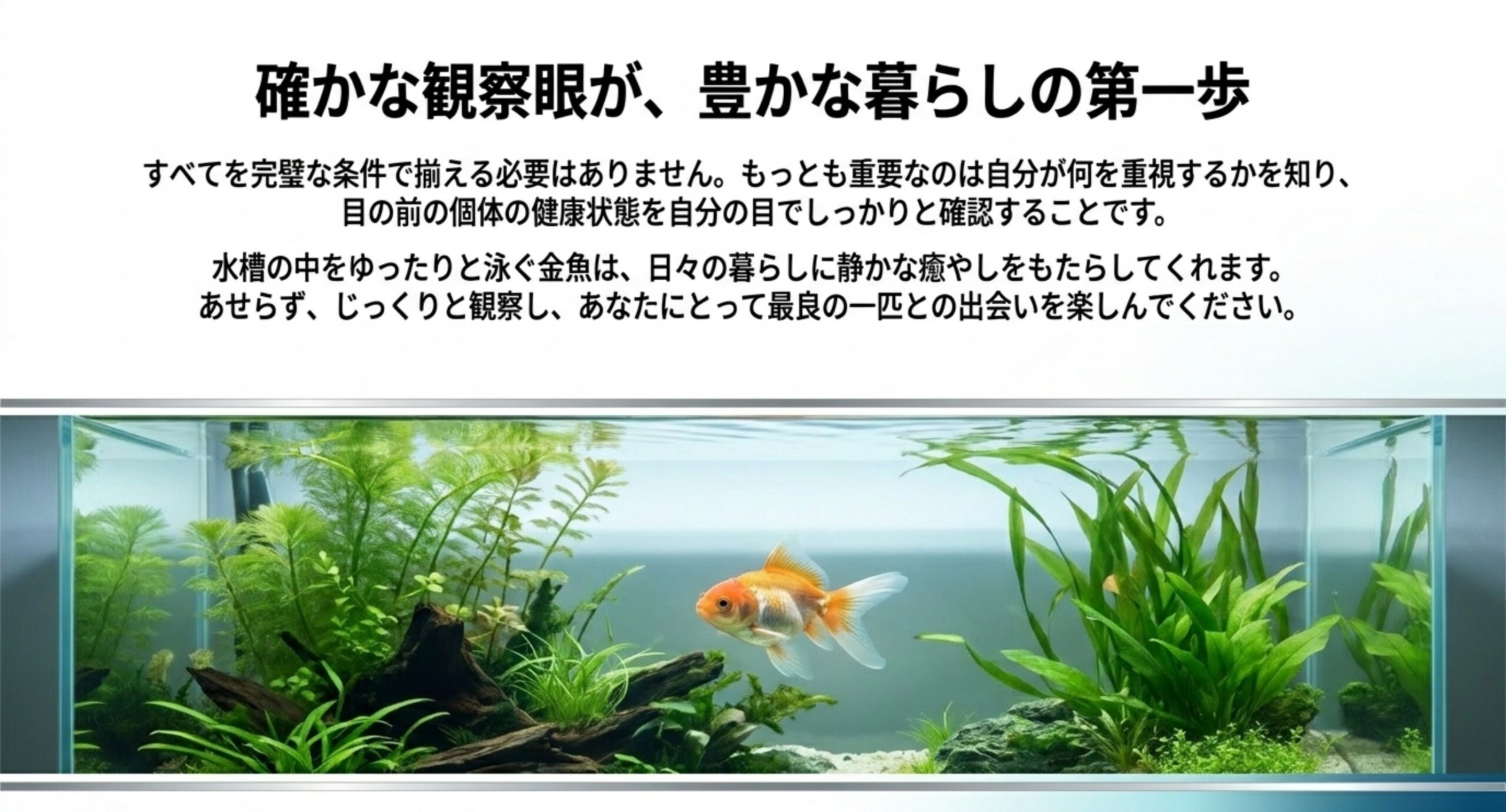 水草水槽を泳ぐ金魚とともに、確かな観察眼が豊かな暮らしの第一歩であることを示すまとめ画像