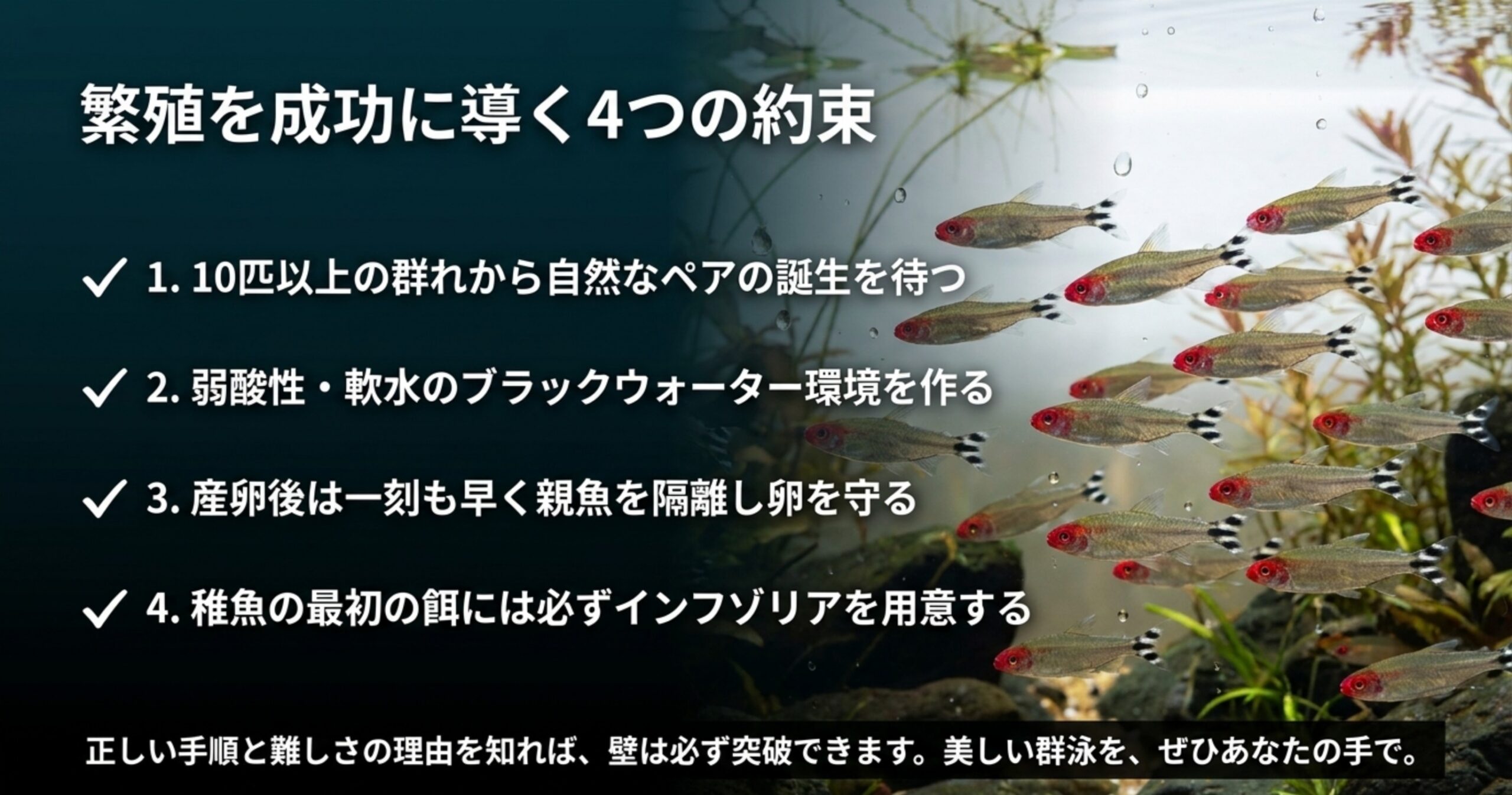 ラミーノーズテトラの繁殖を成功させるための要点をまとめた図