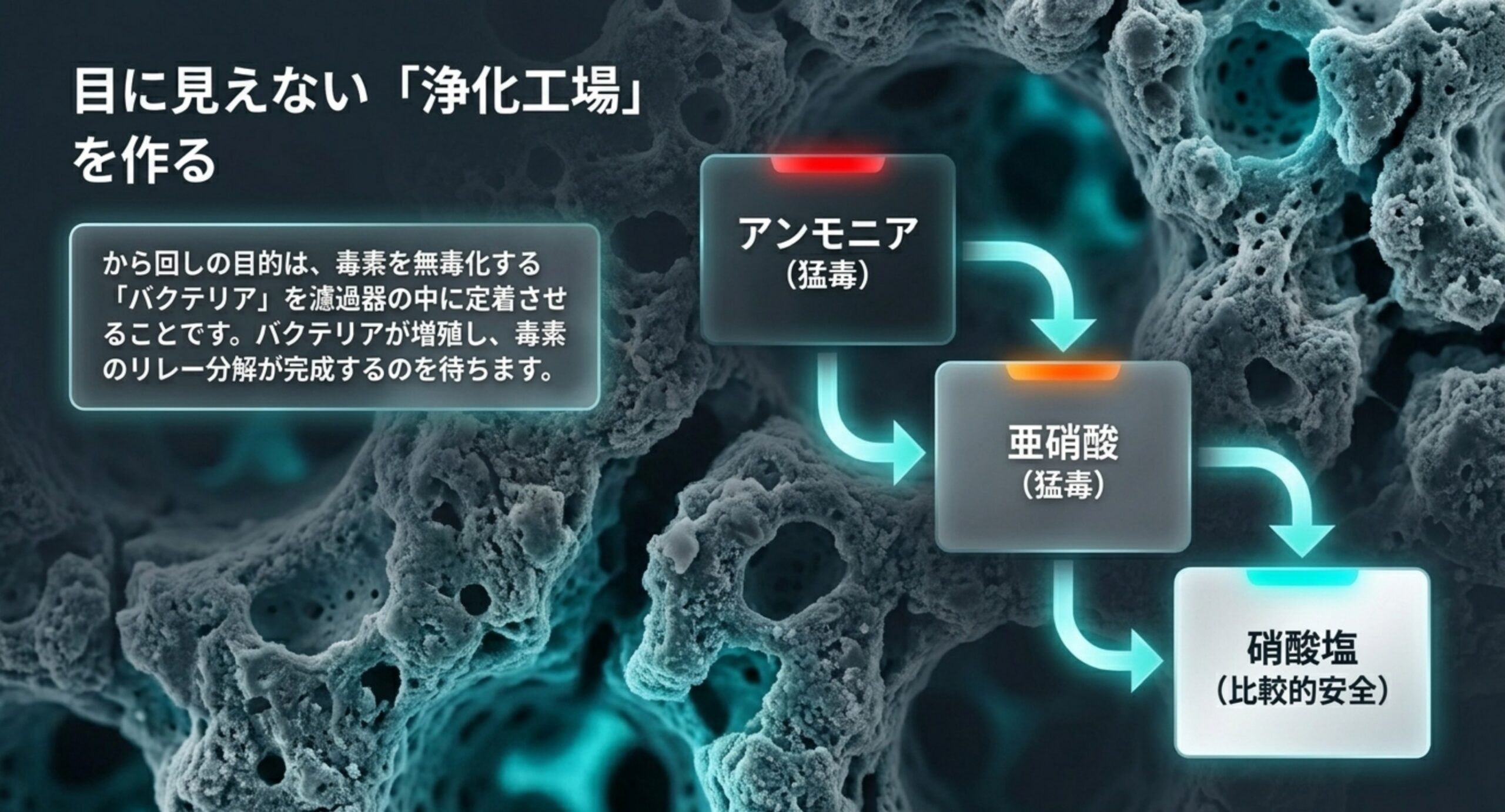 アンモニアが亜硝酸・硝酸塩へと変化する窒素循環を示した図解