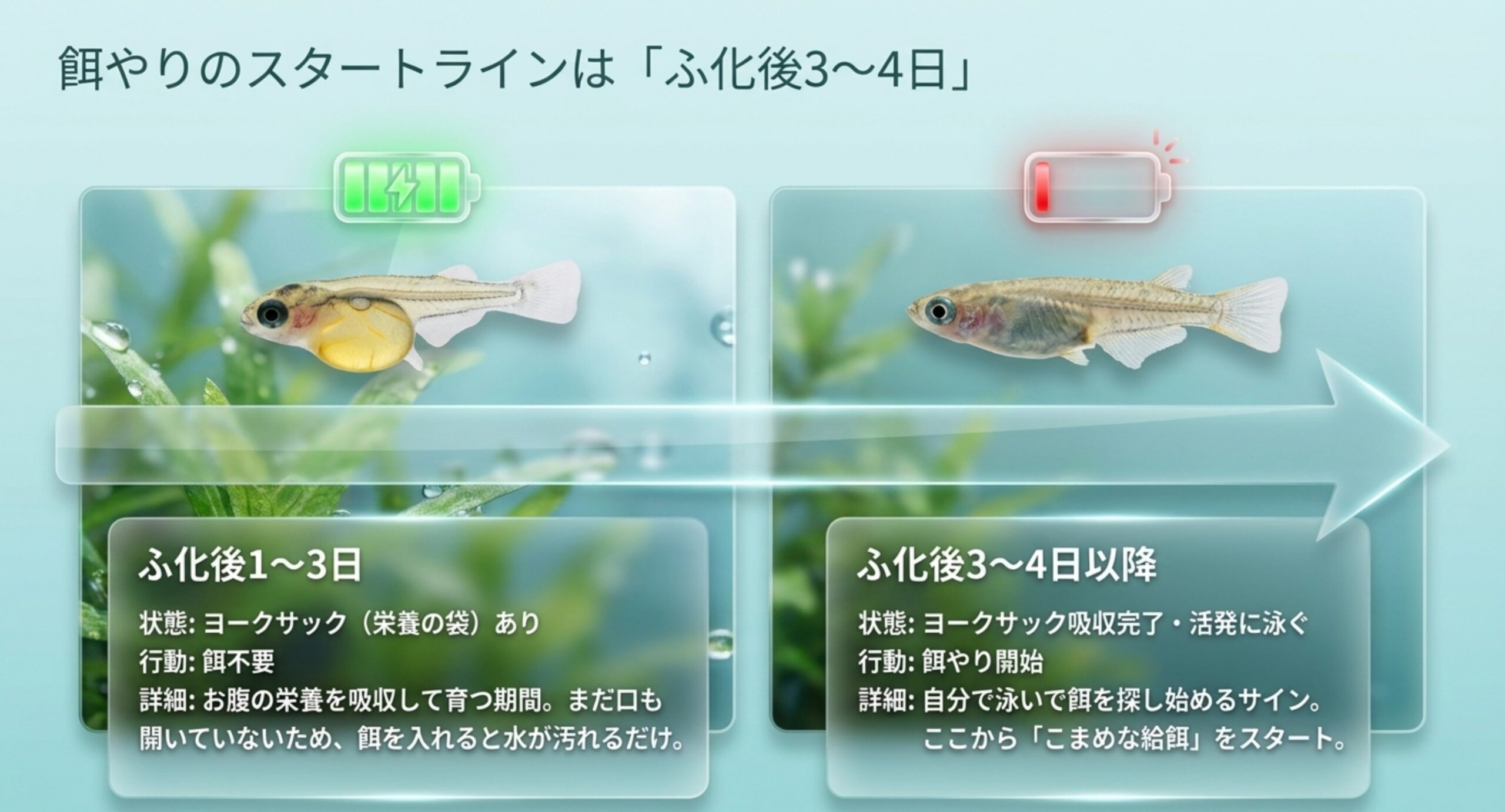 ふ化後1〜3日と3〜4日以降の針子の状態と餌やり開始時期を比べた図