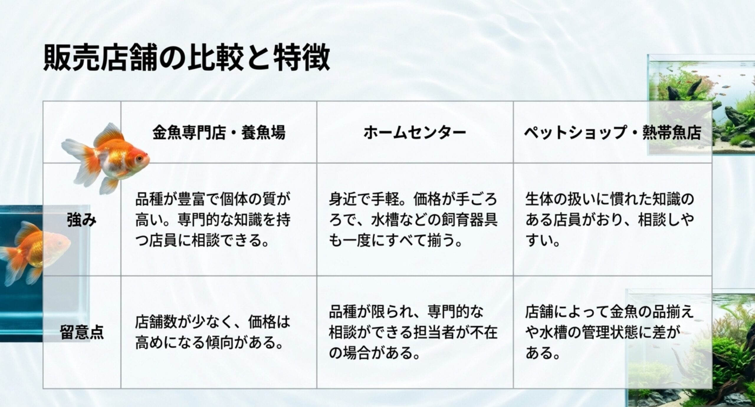 金魚専門店、ホームセンター、ペットショップの強みと留意点を比較した一覧表