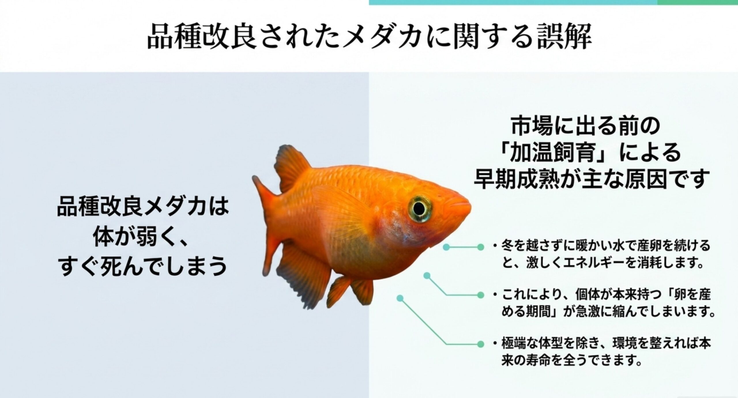 品種改良メダカが短命と誤解される理由 改良メダカが体が弱いと誤解される原因(加温飼育による早期成熟)を示した解説図