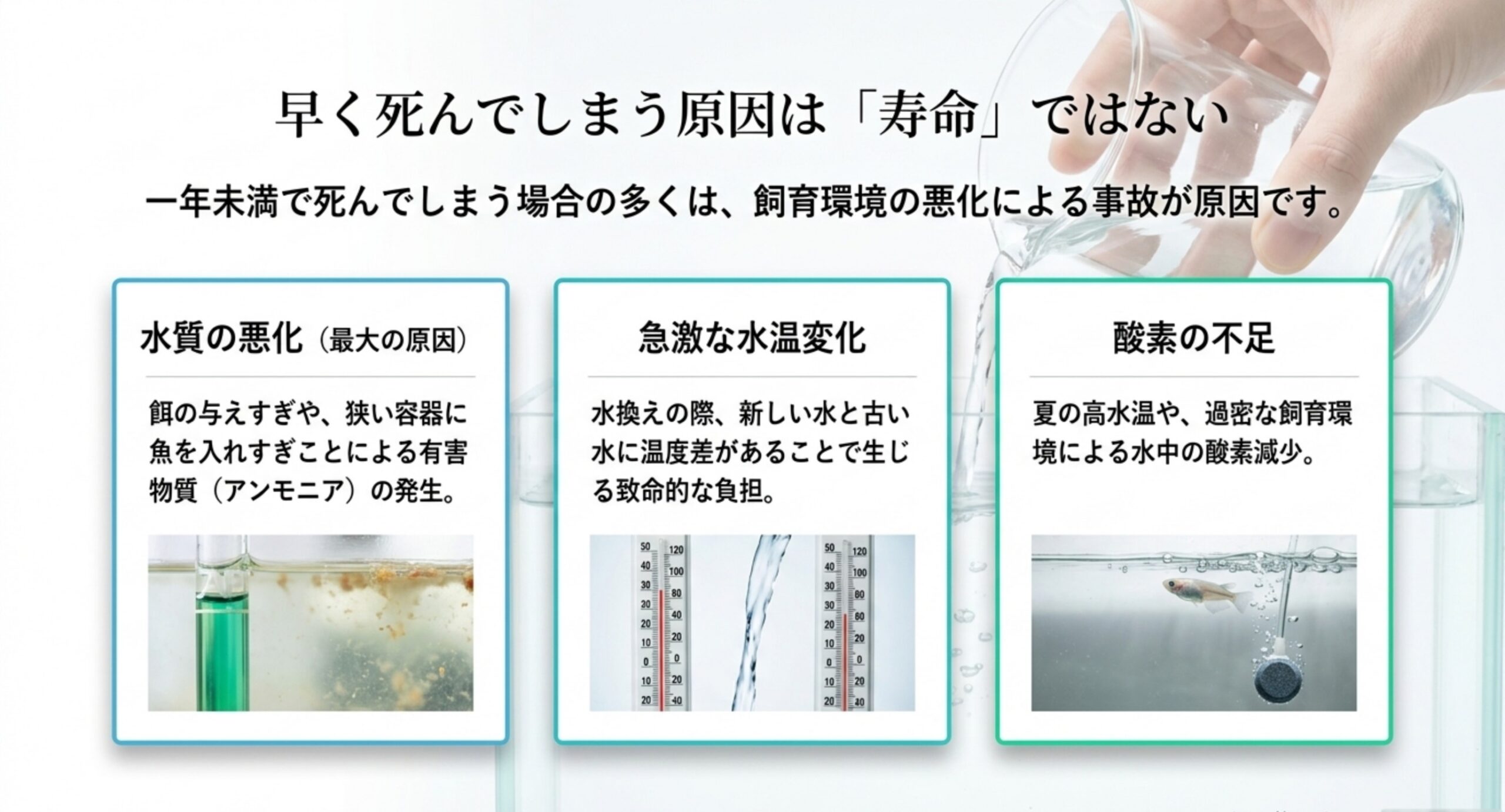 メダカが早死にする主な原因は寿命ではなく飼育事故 水質悪化・急激な水温変化・酸欠というメダカの主な死因3つを示した図