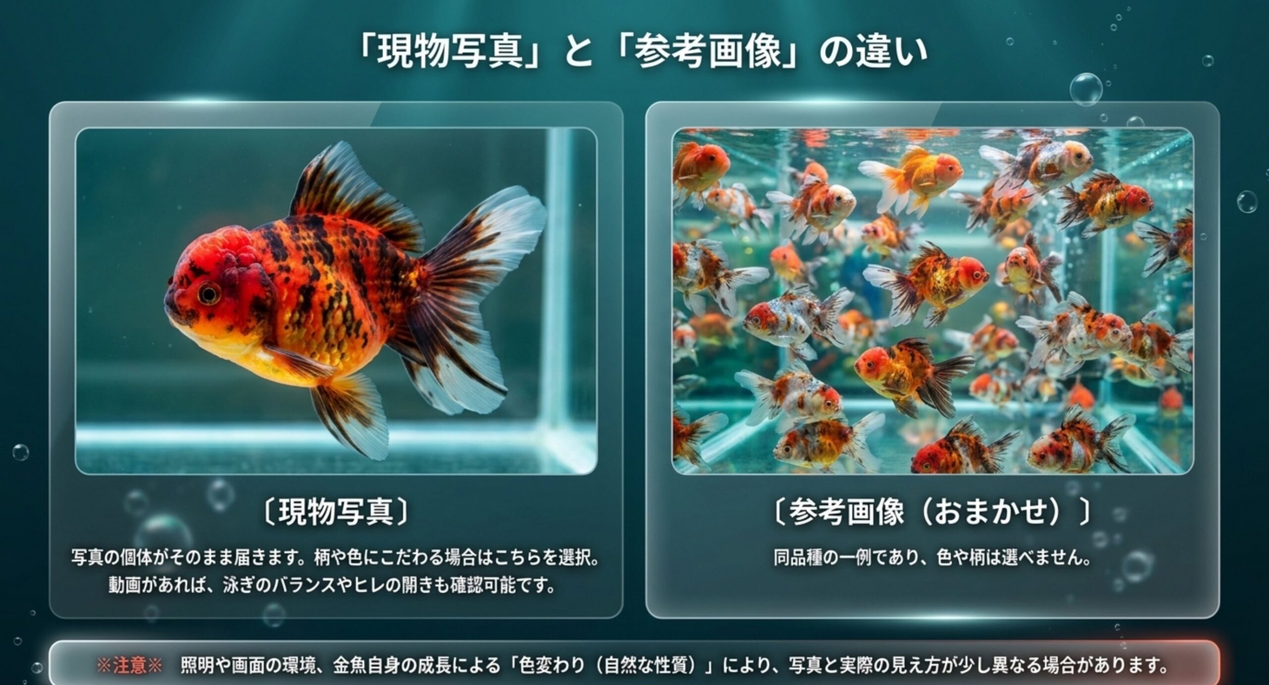 金魚通販における現物写真と参考画像の違いを比較した図