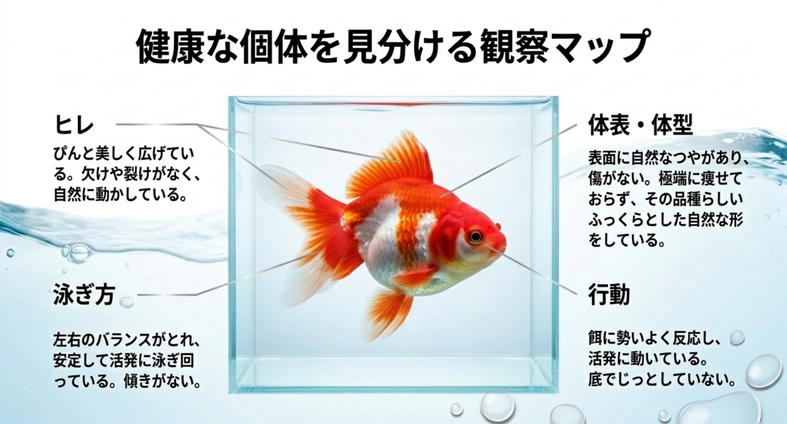金魚のヒレ、体表・体型、泳ぎ方、行動の四つの観察ポイントを示した健康チェック図