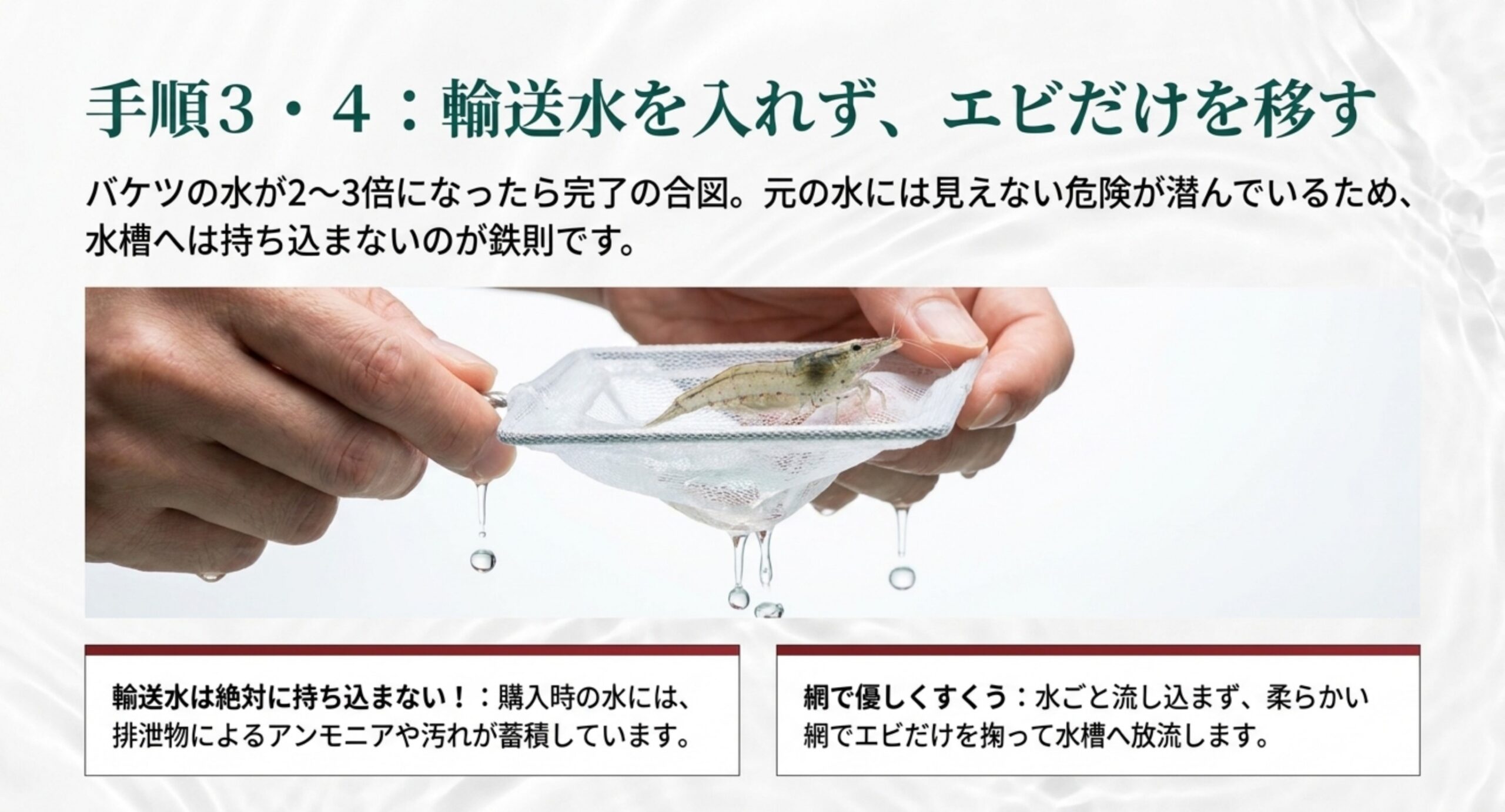 輸送水のアンモニアや汚れを持ち込まないよう柔らかい網でヤマトヌマエビだけをすくって水槽へ移す様子