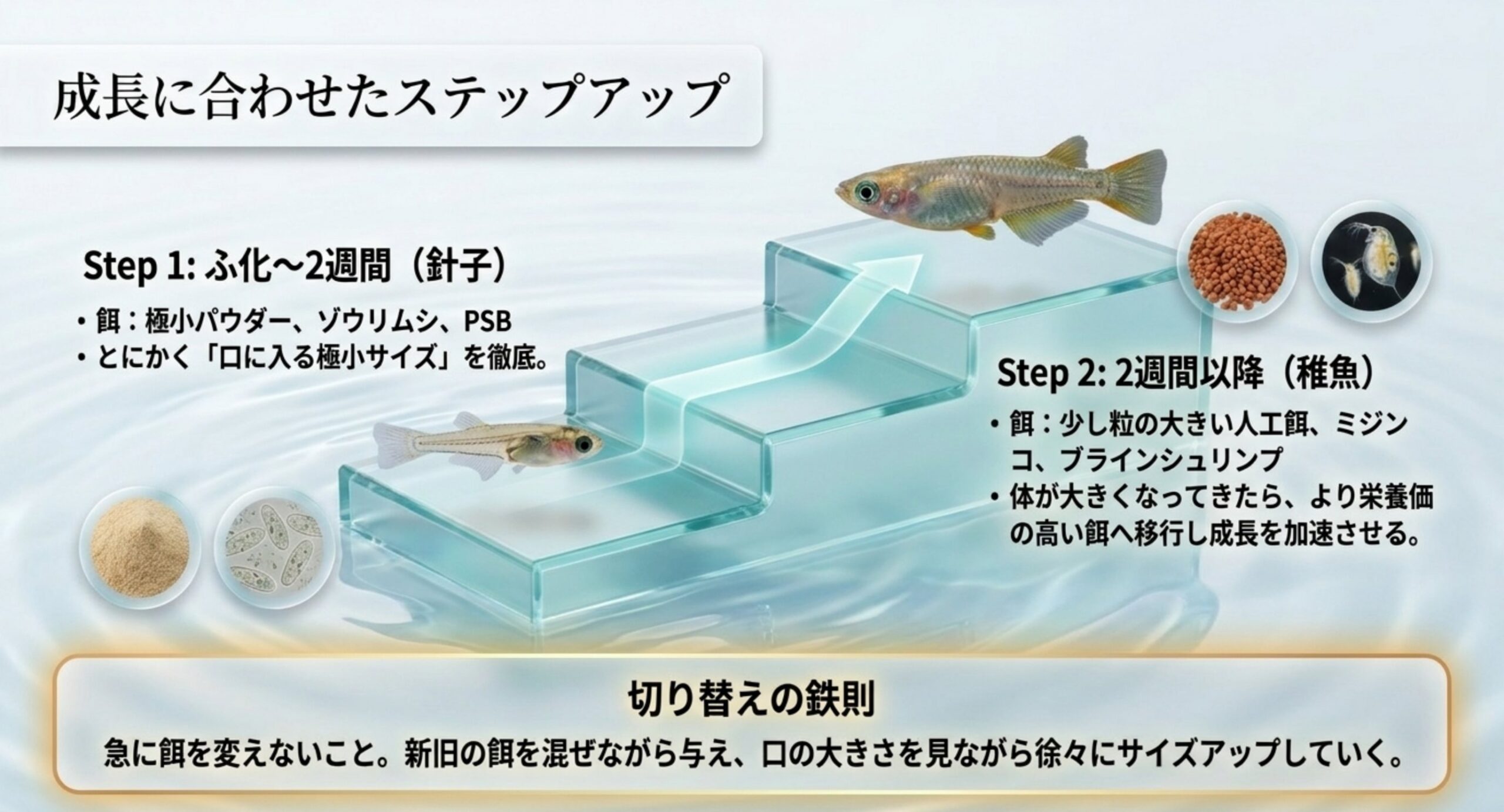 針子から稚魚への成長に合わせて餌をサイズアップする流れの図