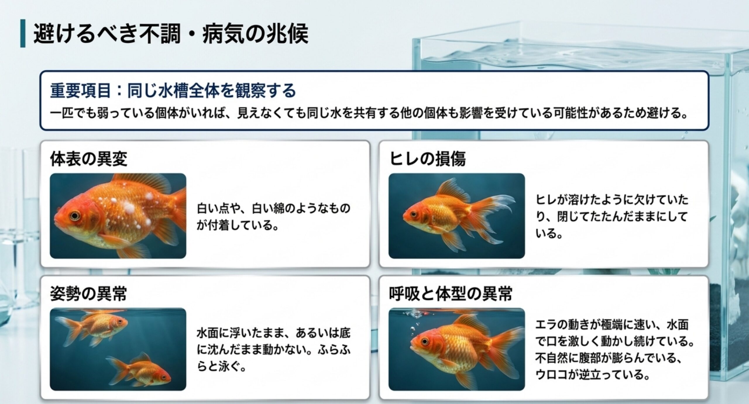 体表の異変やヒレの損傷、姿勢の異常など避けたい金魚の病気の兆候をまとめた図