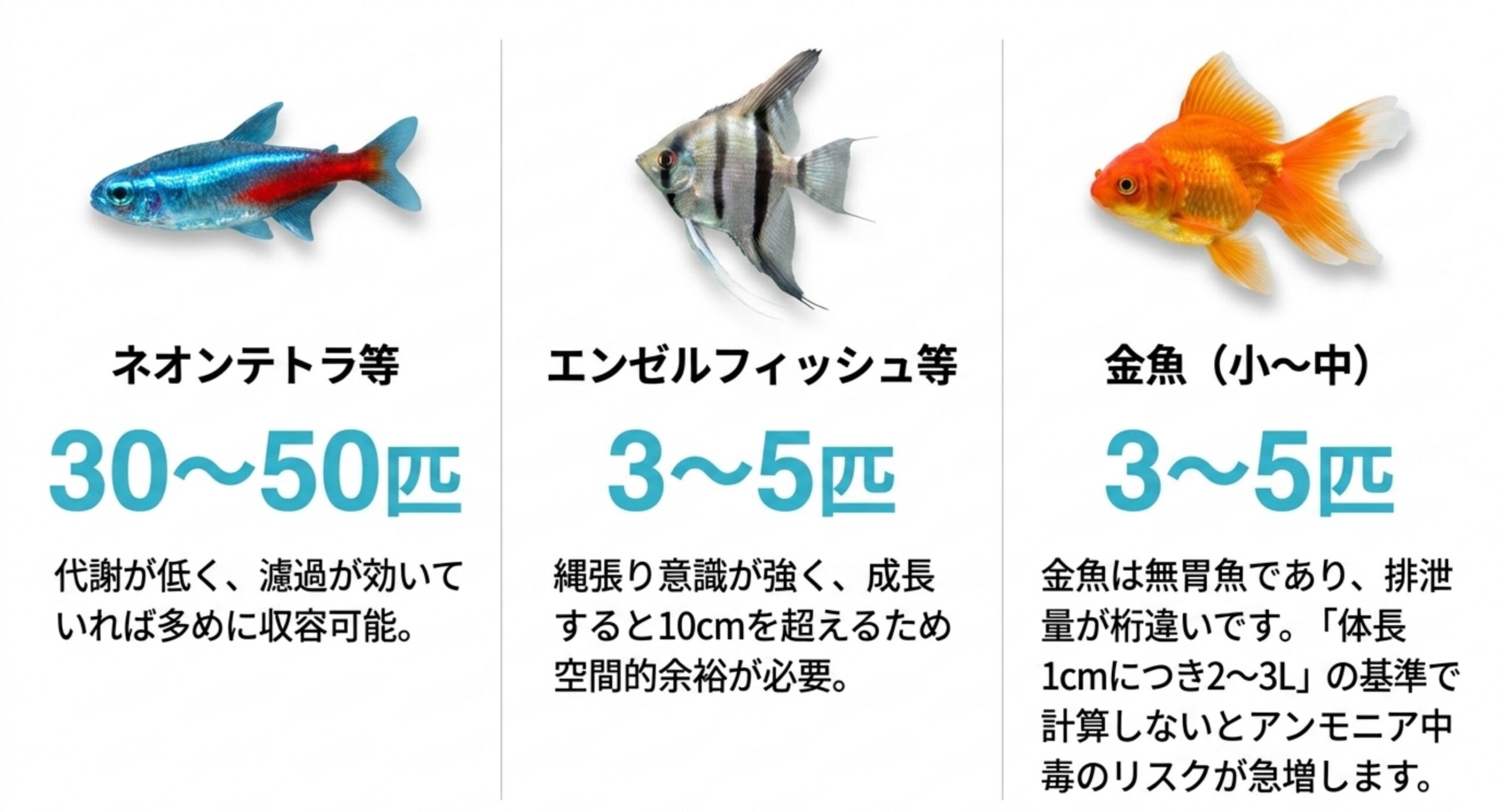 ネオンテトラ30〜50匹、エンゼルフィッシュ3〜5匹、金魚3〜5匹という飼育数の目安