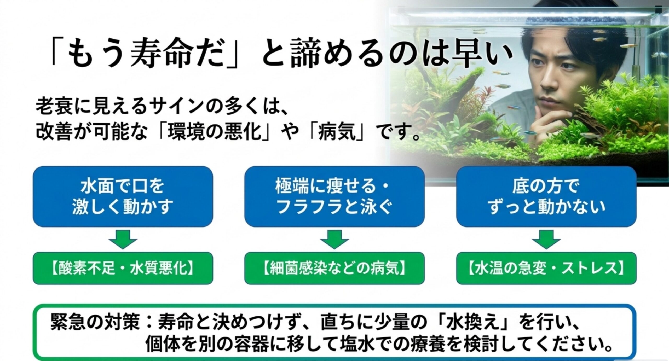メダカの死ぬ前のサインは病気や環境悪化の可能性 水面で口を動かす・痩せる・底でじっとするなど死ぬ前のサインと対策を示した図