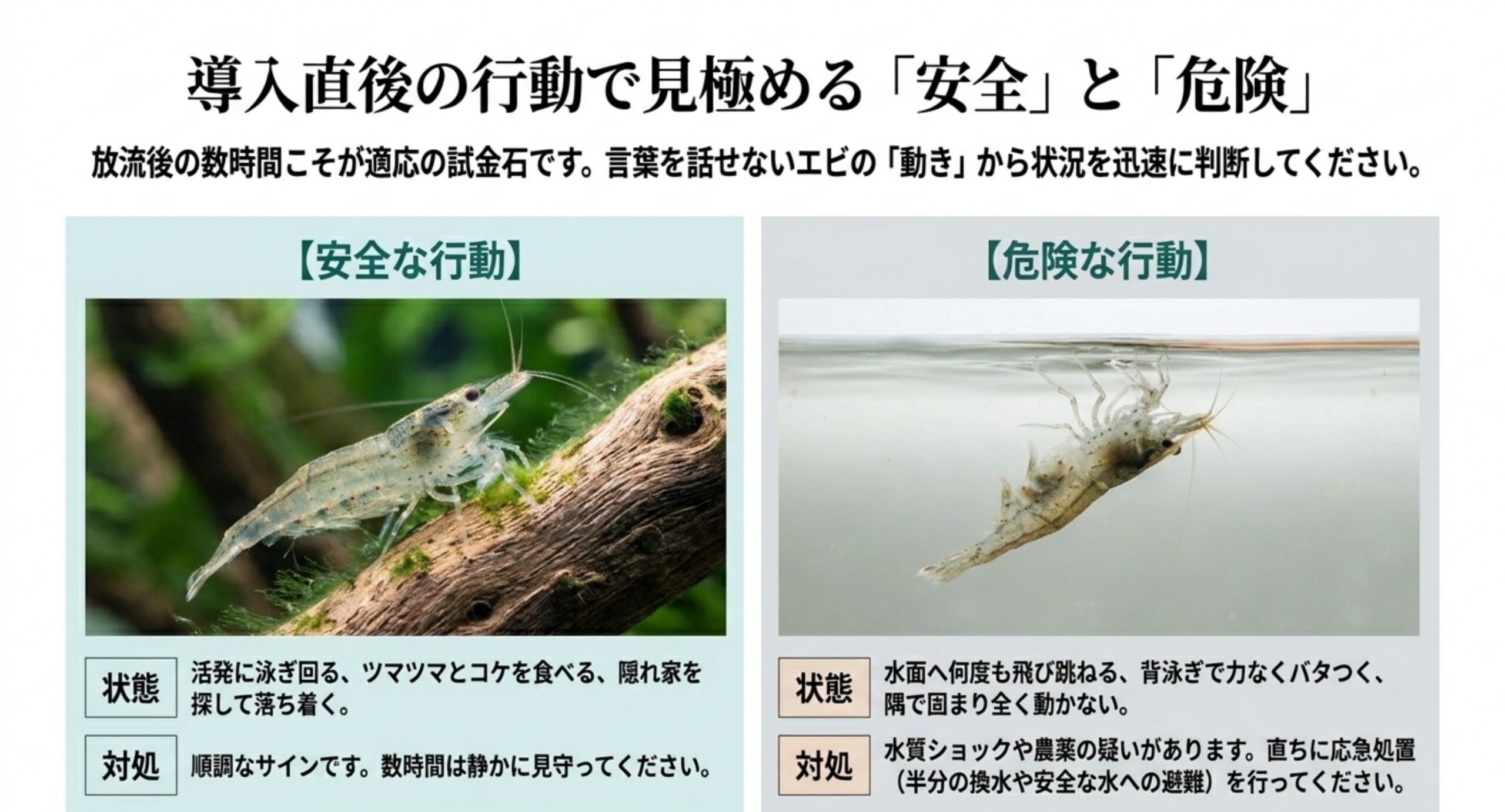 導入後のヤマトヌマエビの良好なサインと危険なサインを2枚の写真で比較し状態と対処を示す図解