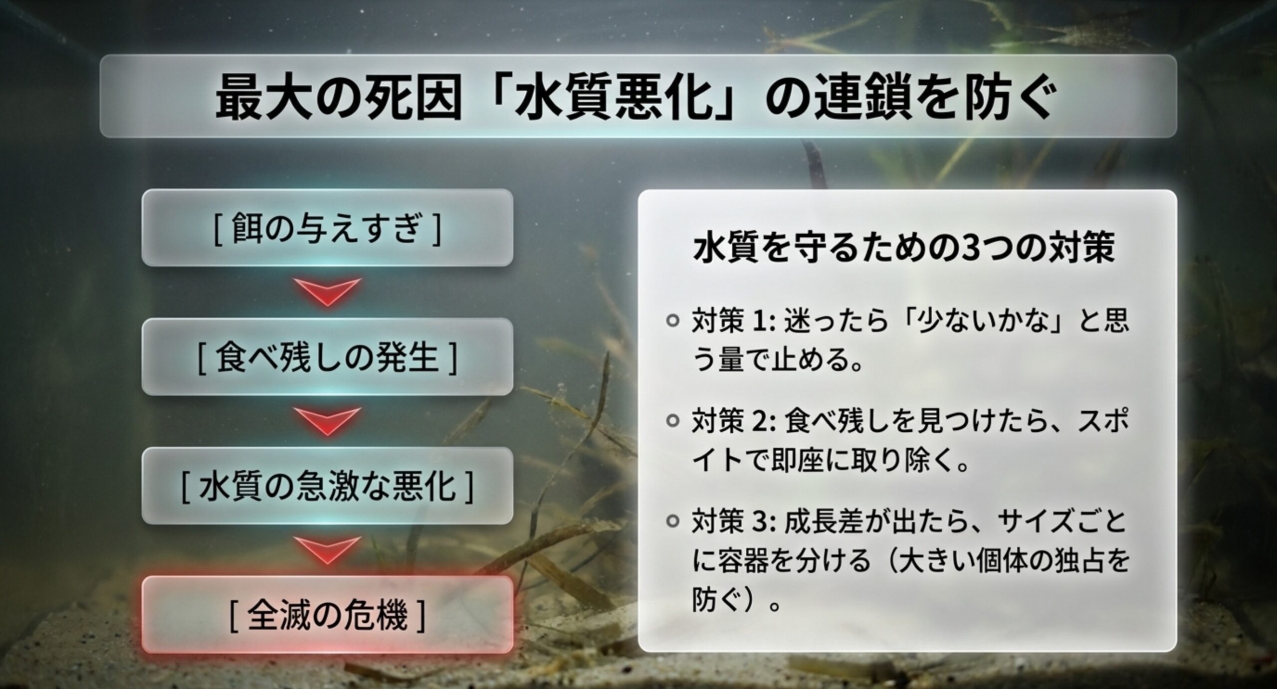 餌の与えすぎから全滅につながる連鎖と水質を守る3つの対策の図